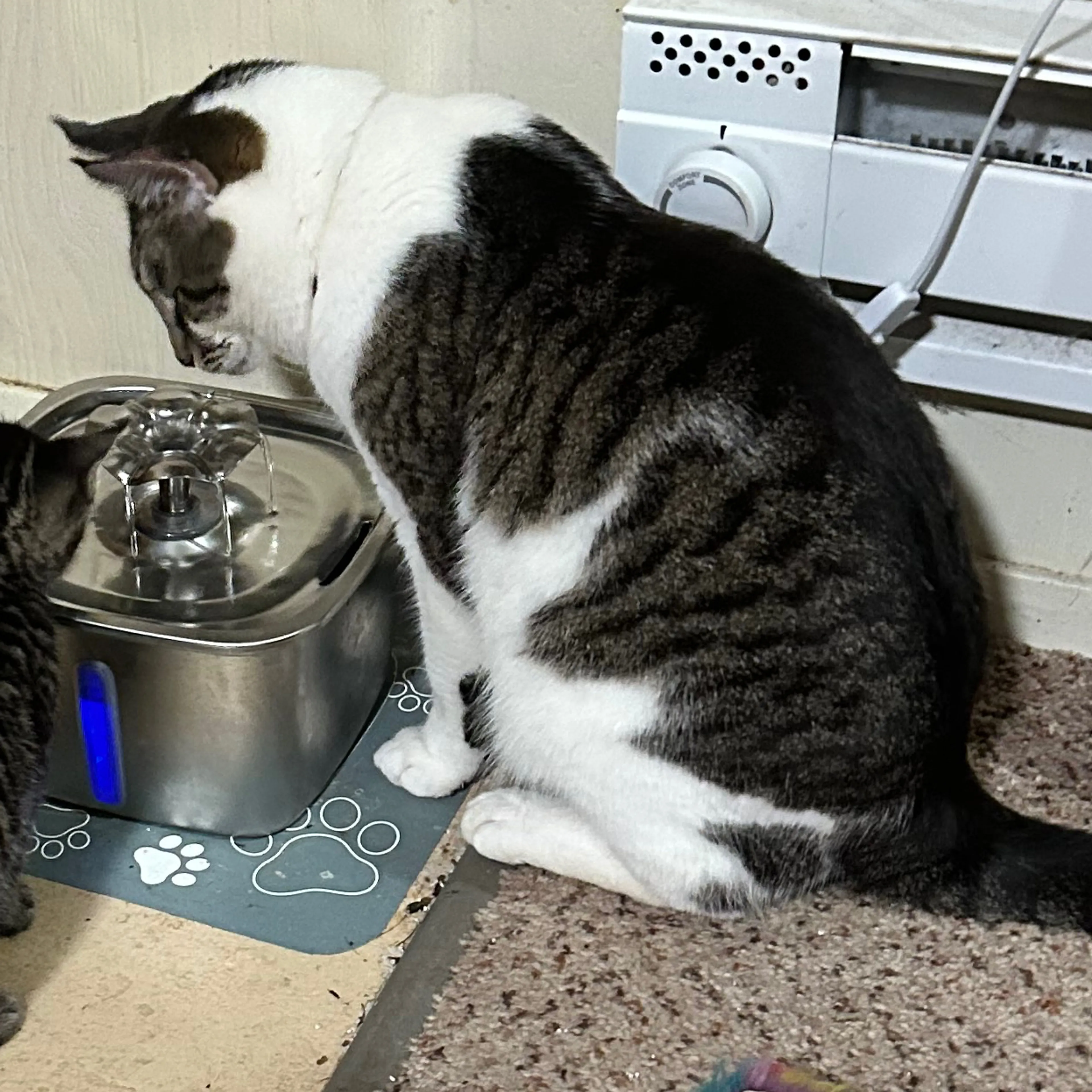Lost pet-1