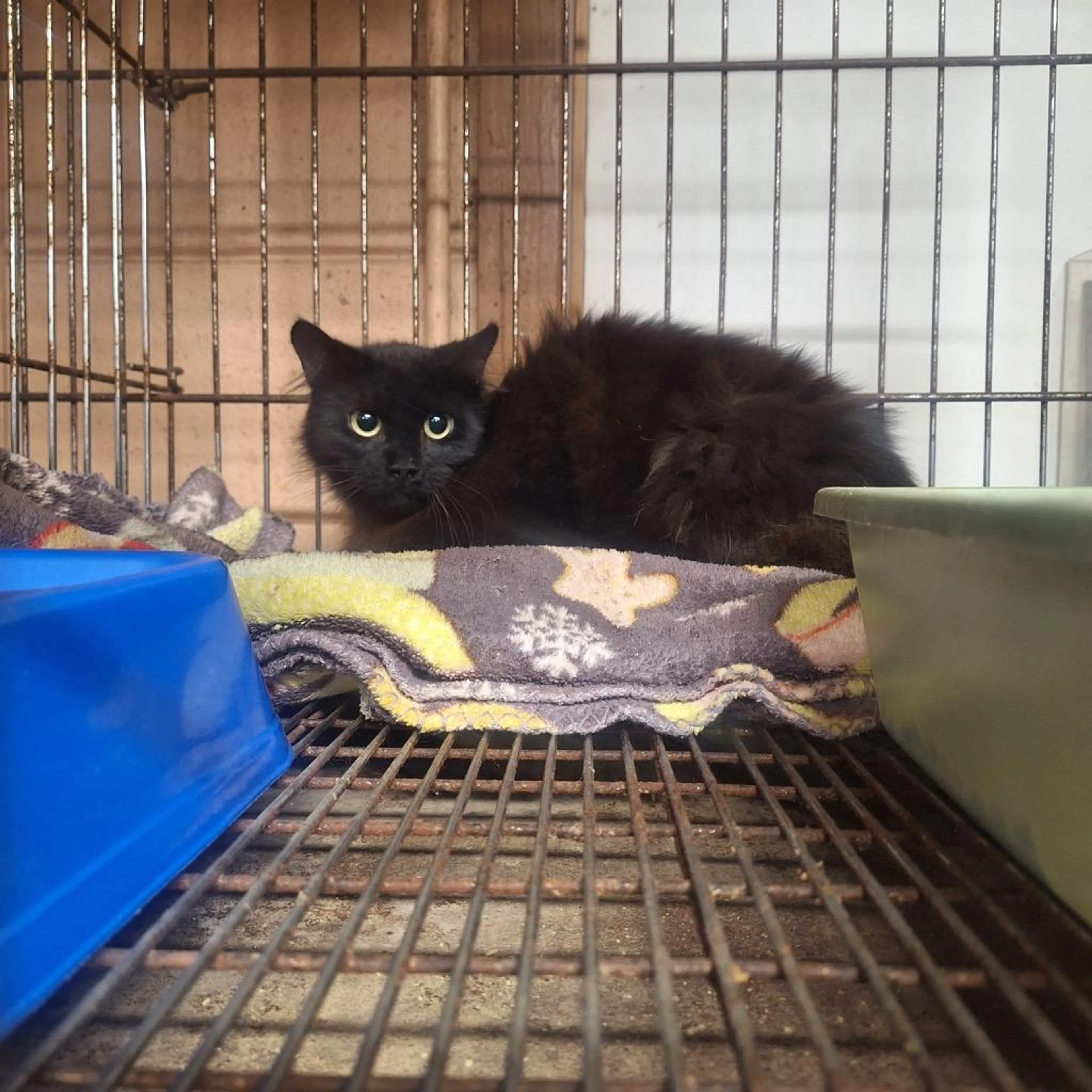 Found pet