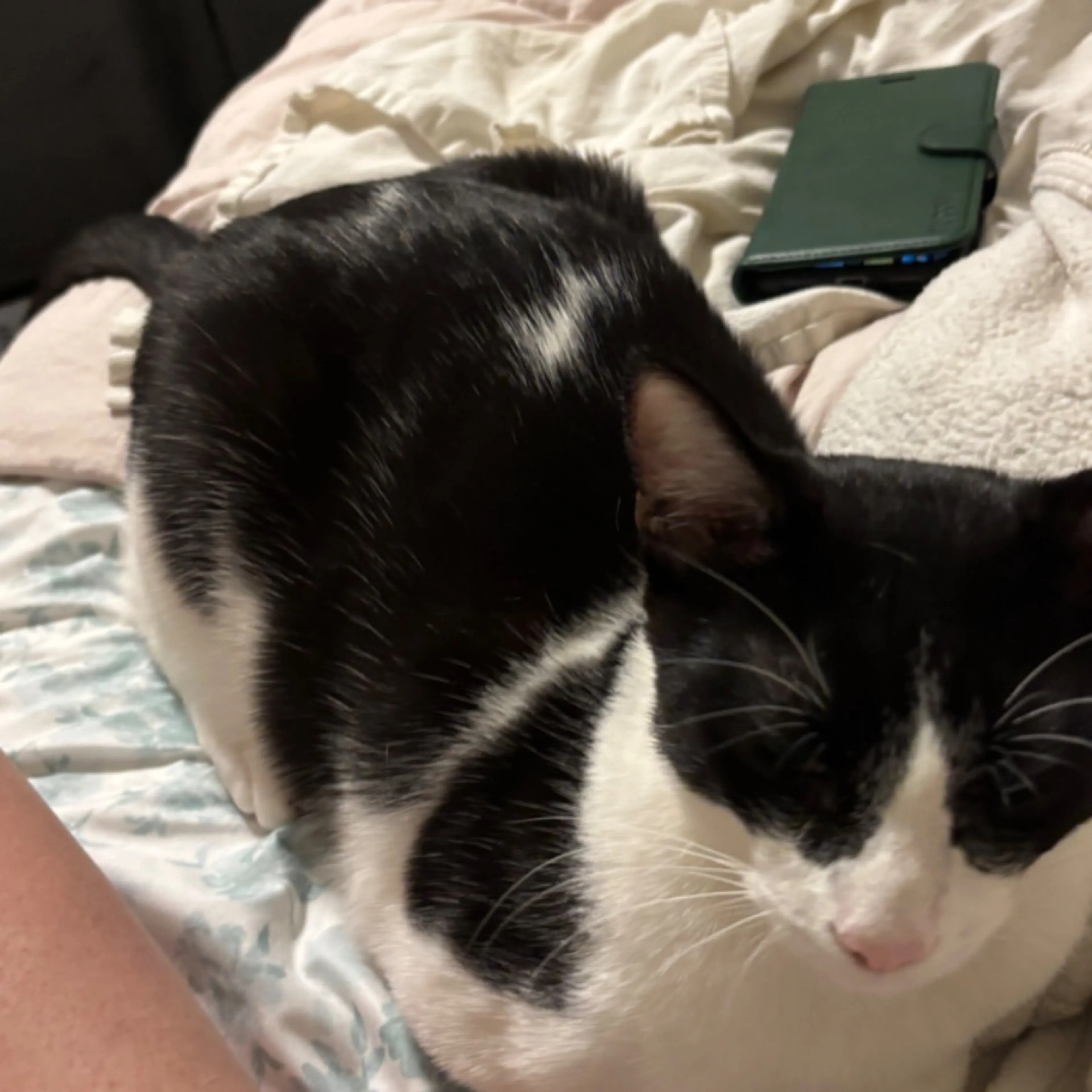 Lost pet-0