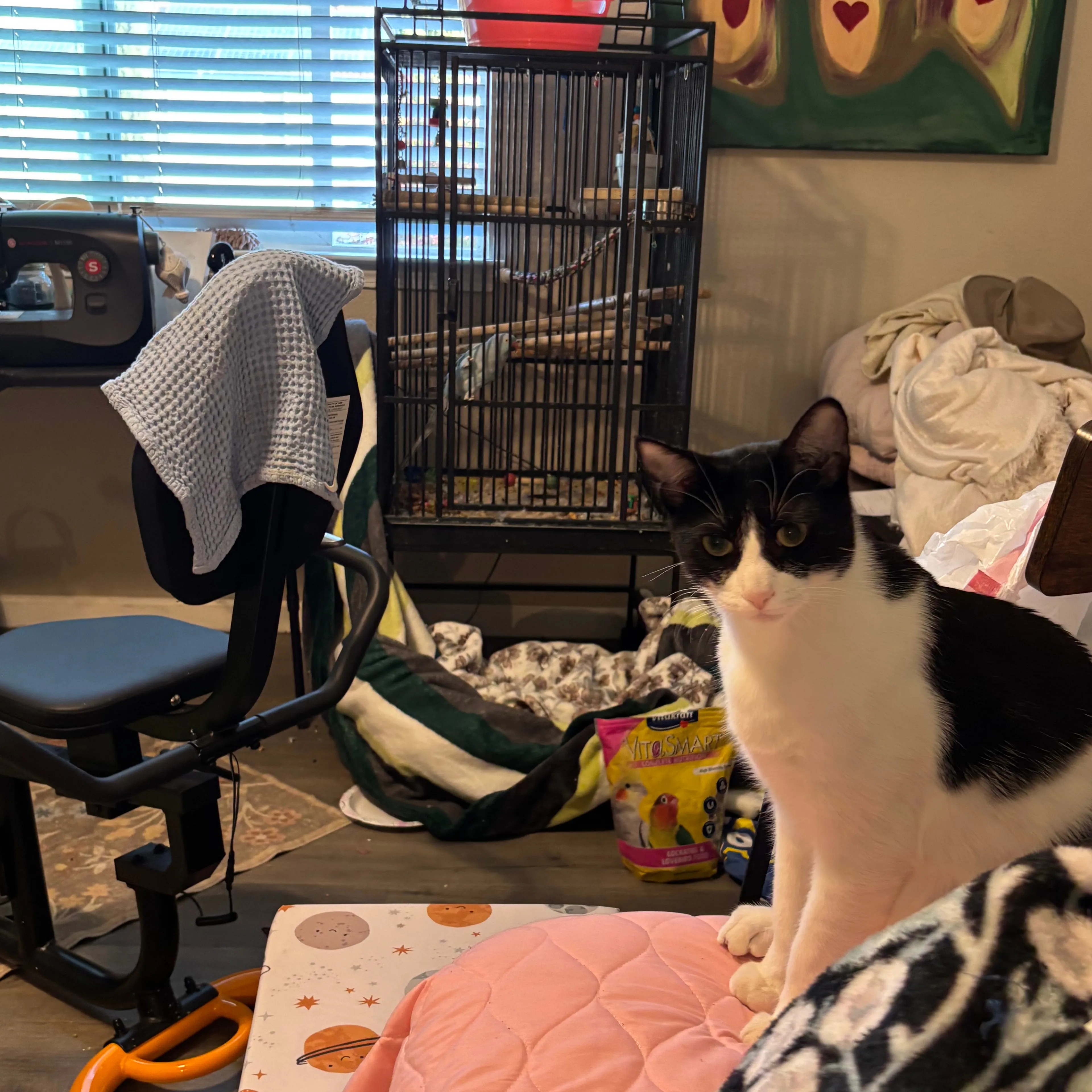 Lost pet-1