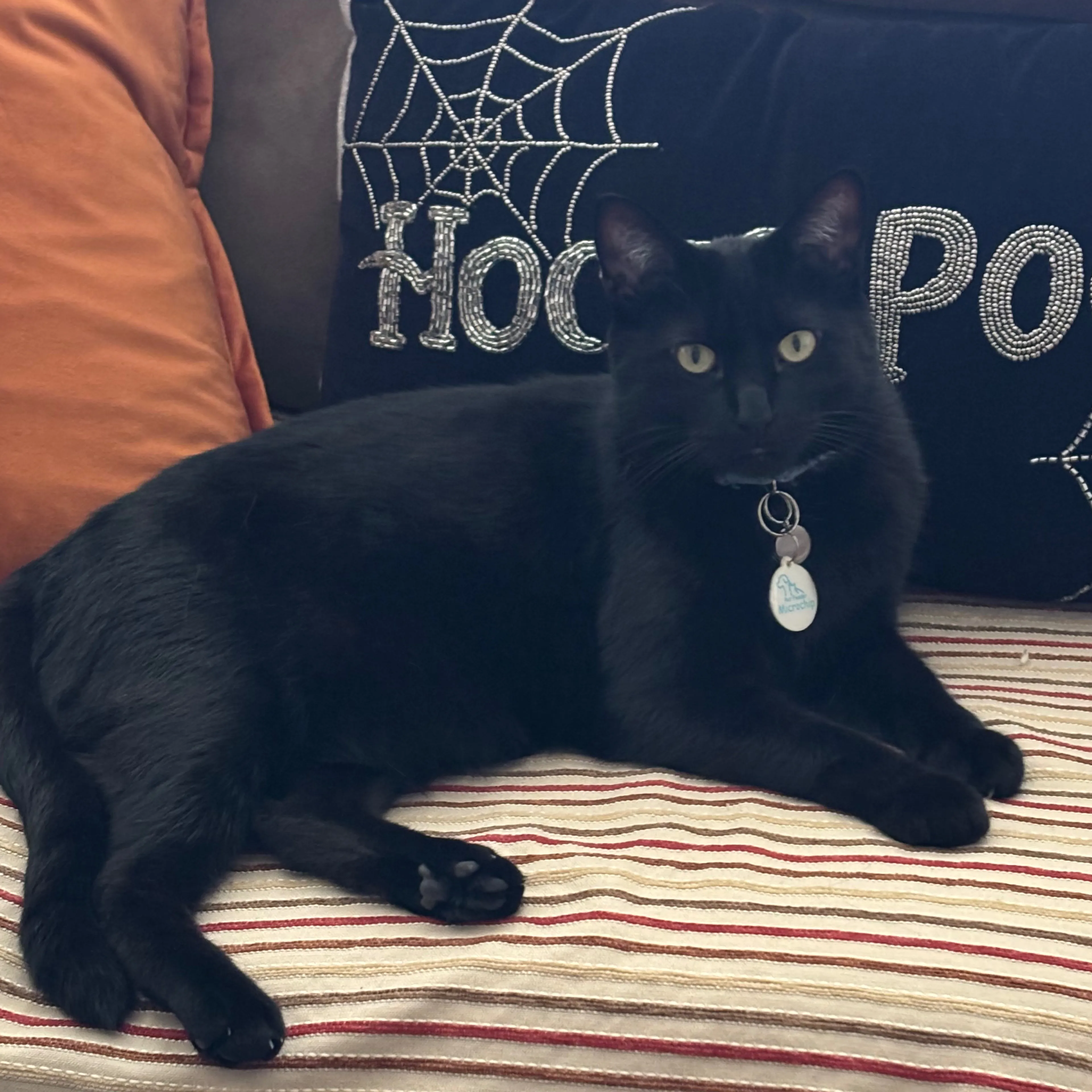 Lost pet-1
