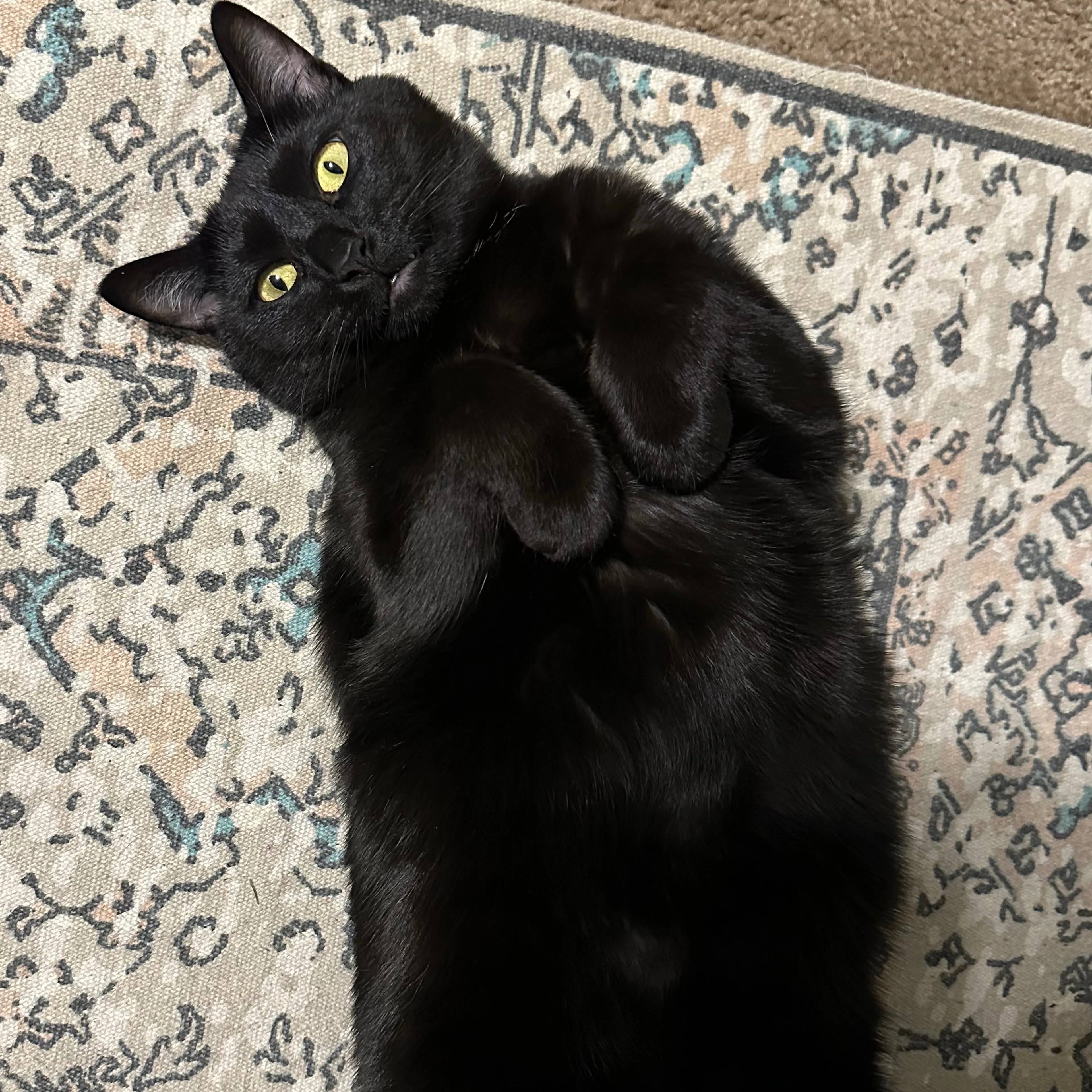 Lost pet-2