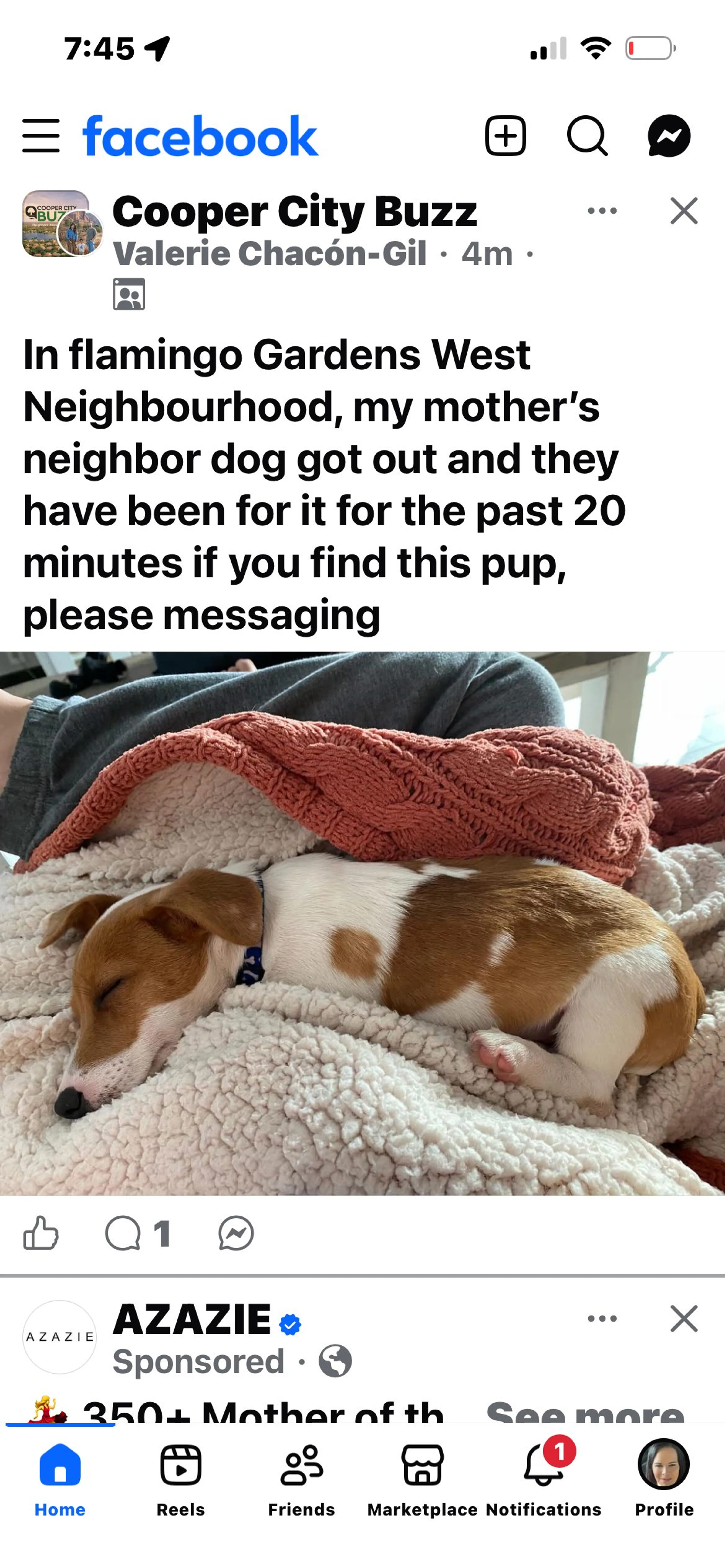 Lost pet