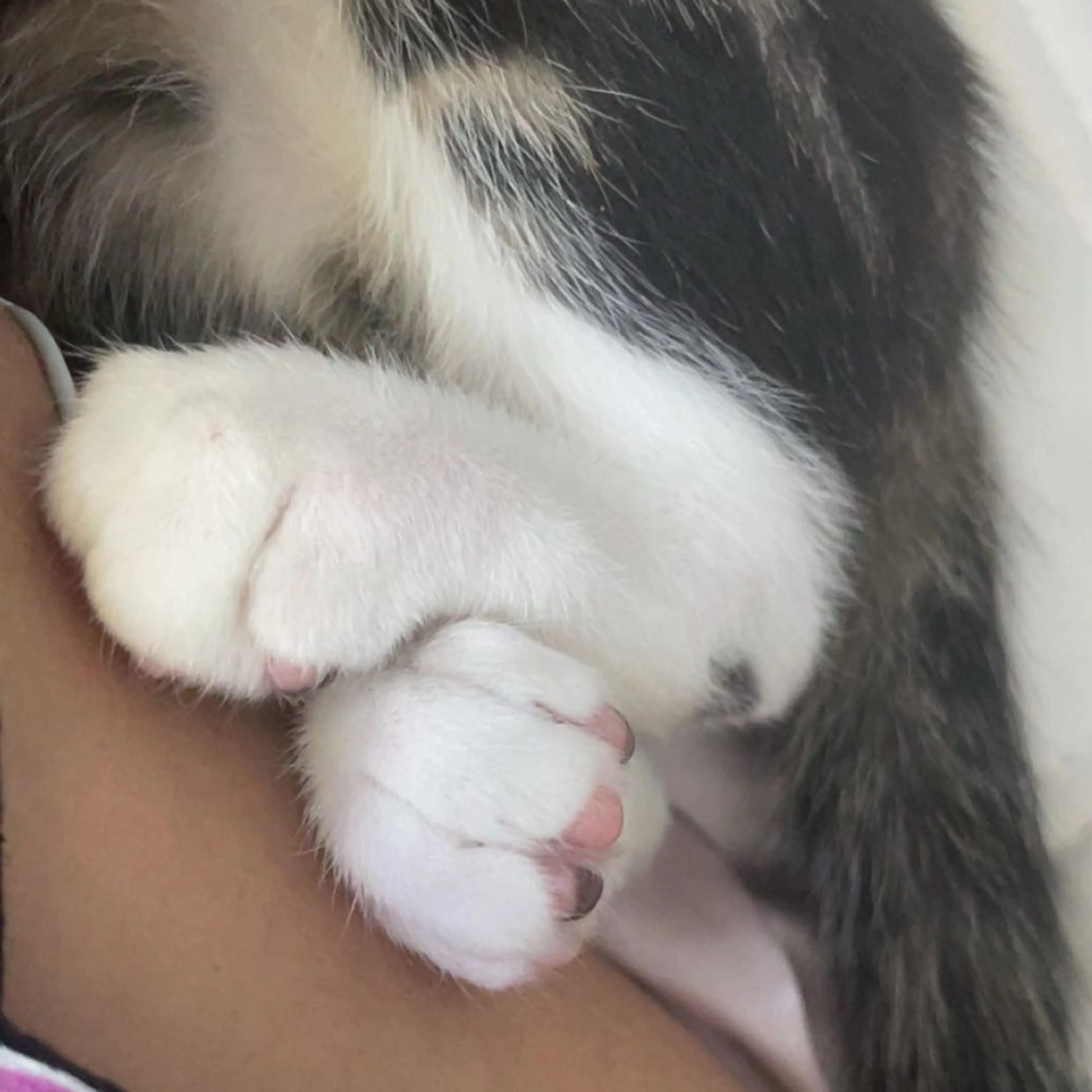 Lost pet-3