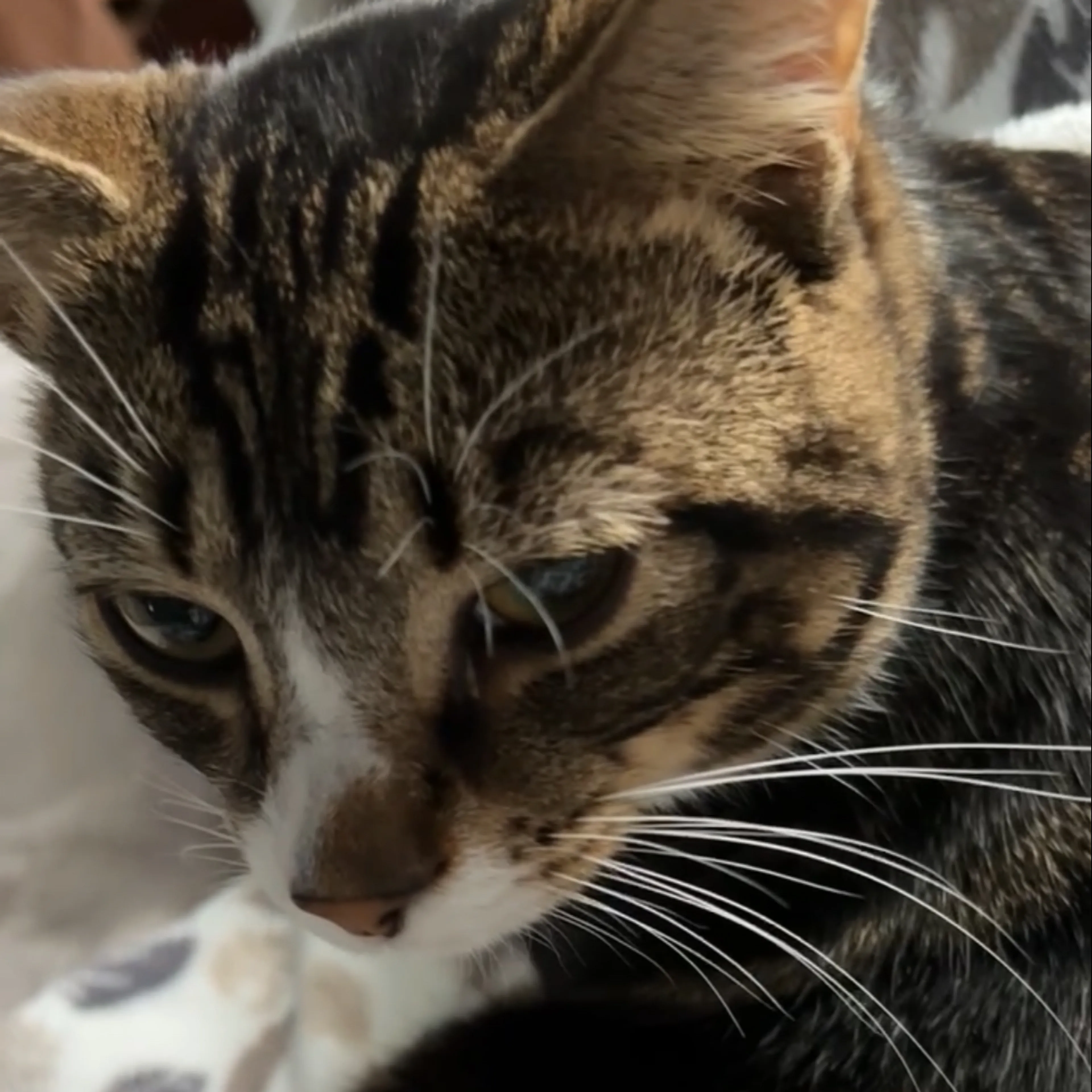 Lost pet-2