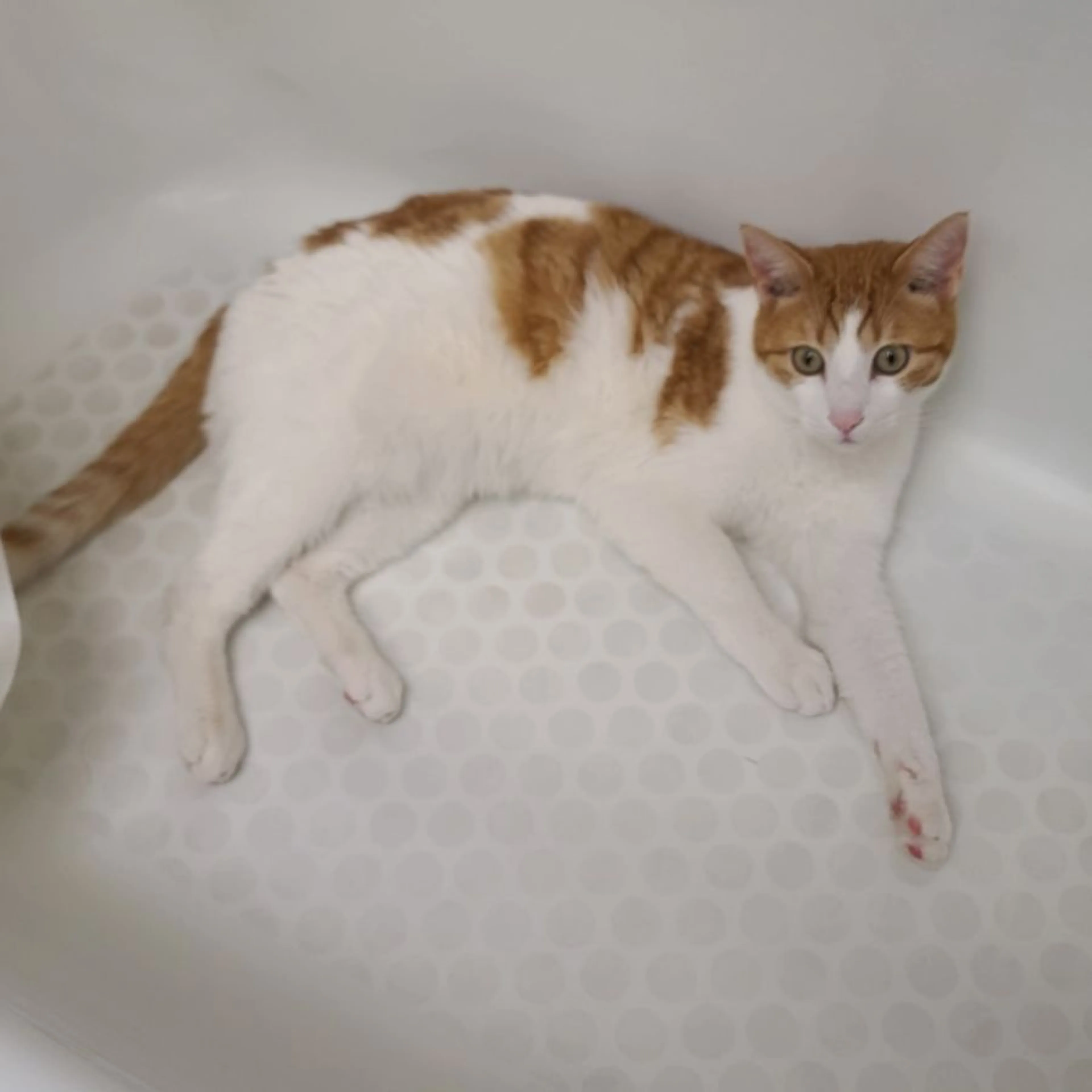 Lost pet