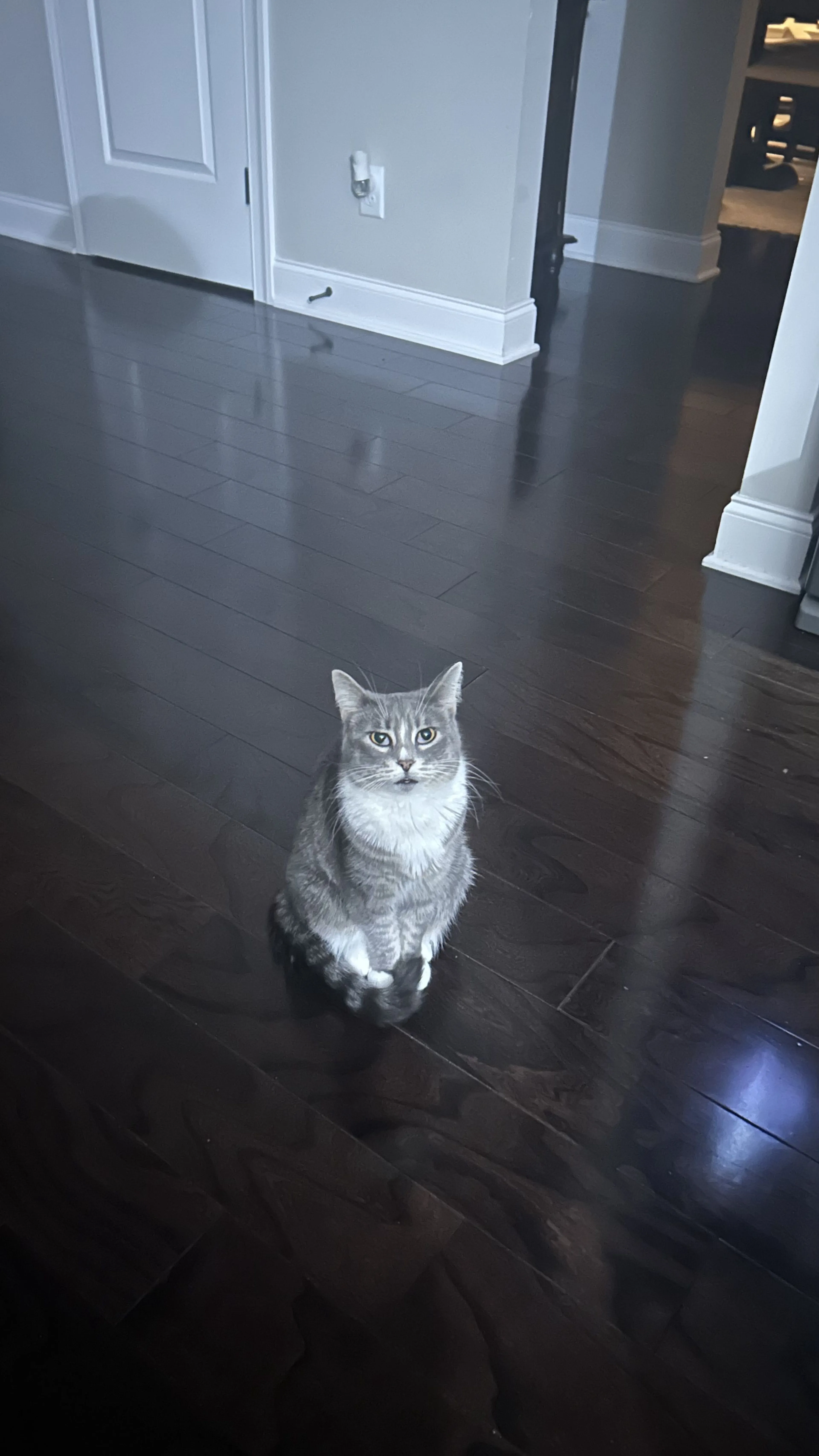 Lost pet