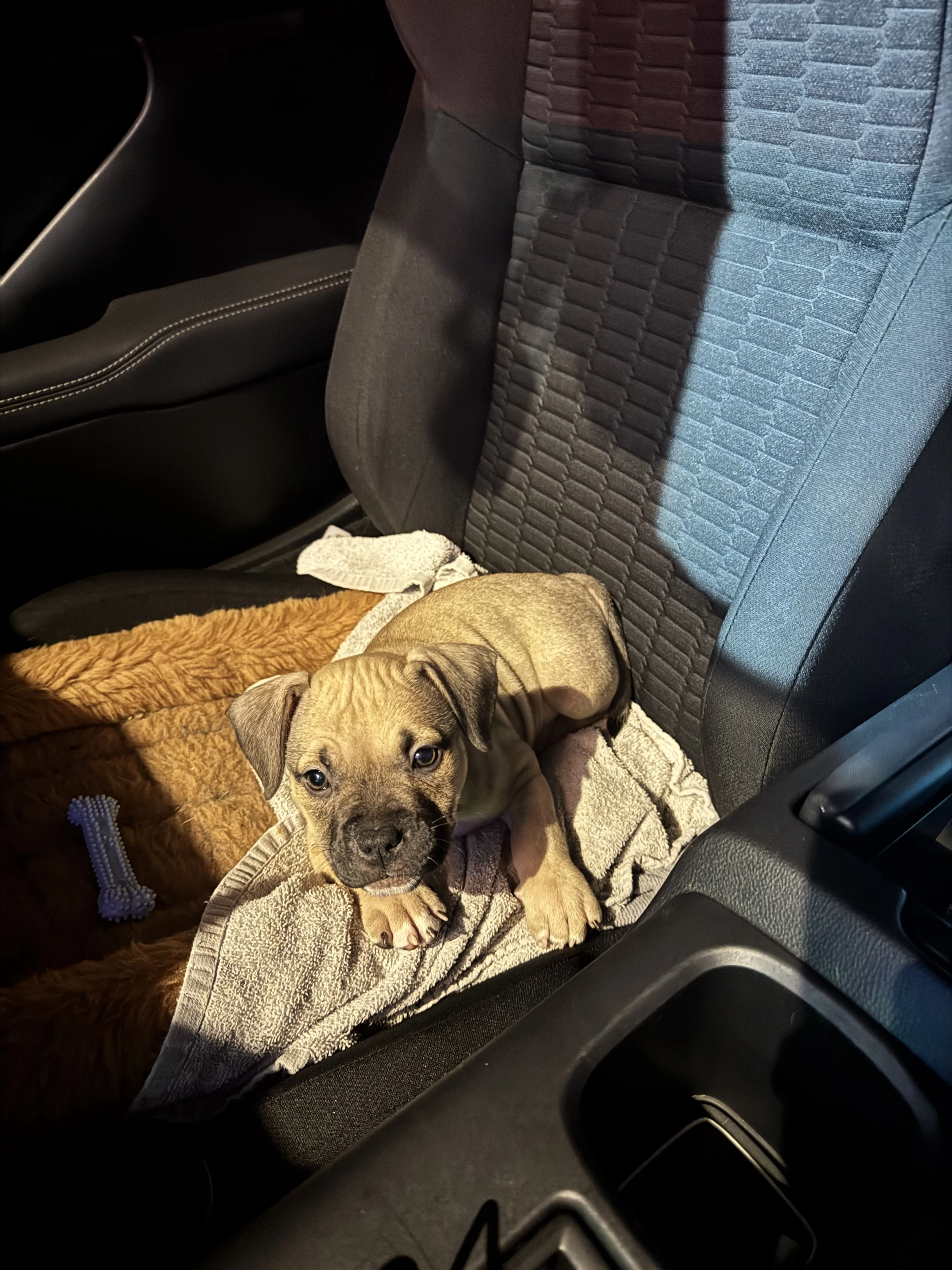Lost pet-0