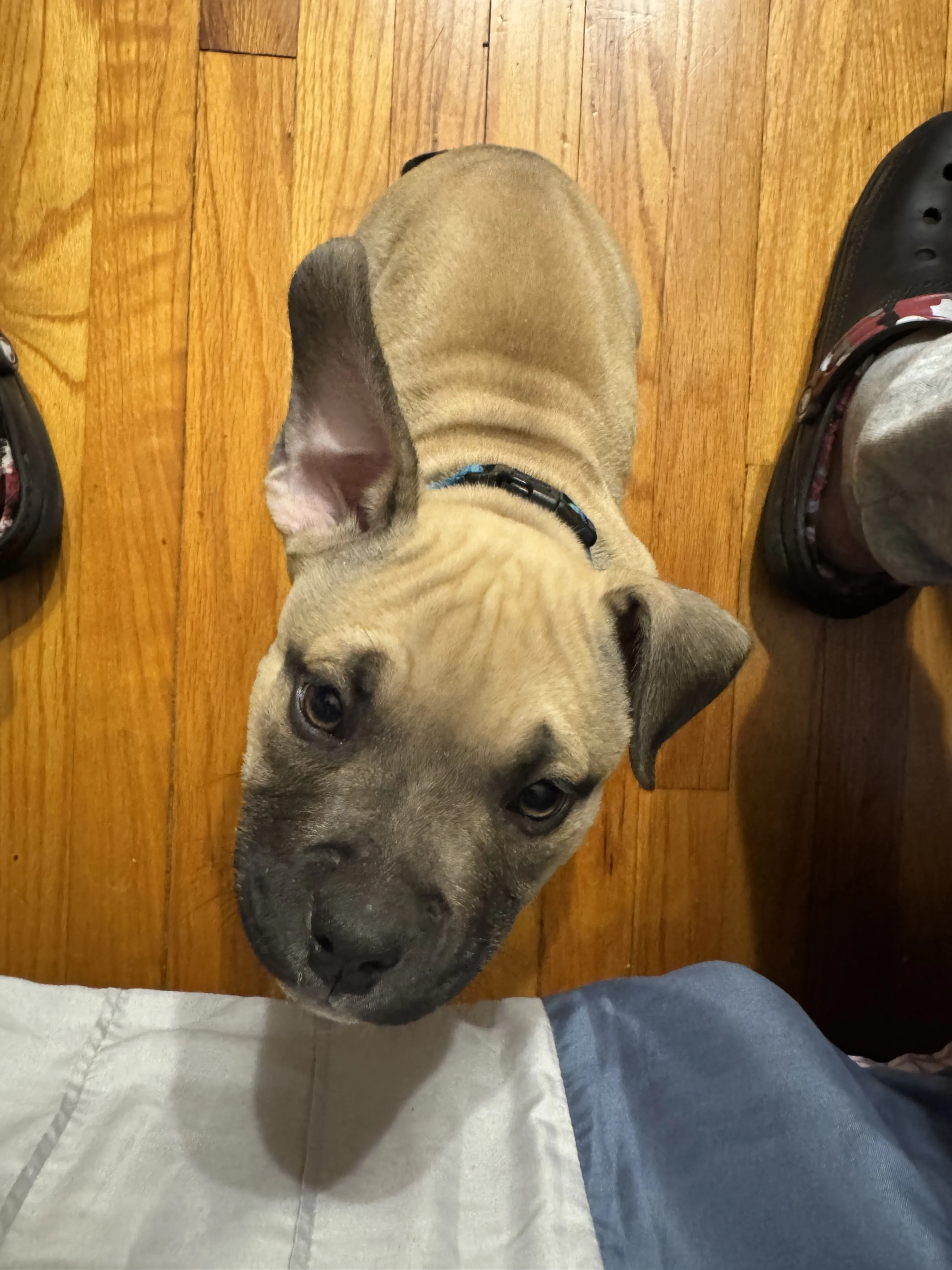 Lost pet-2