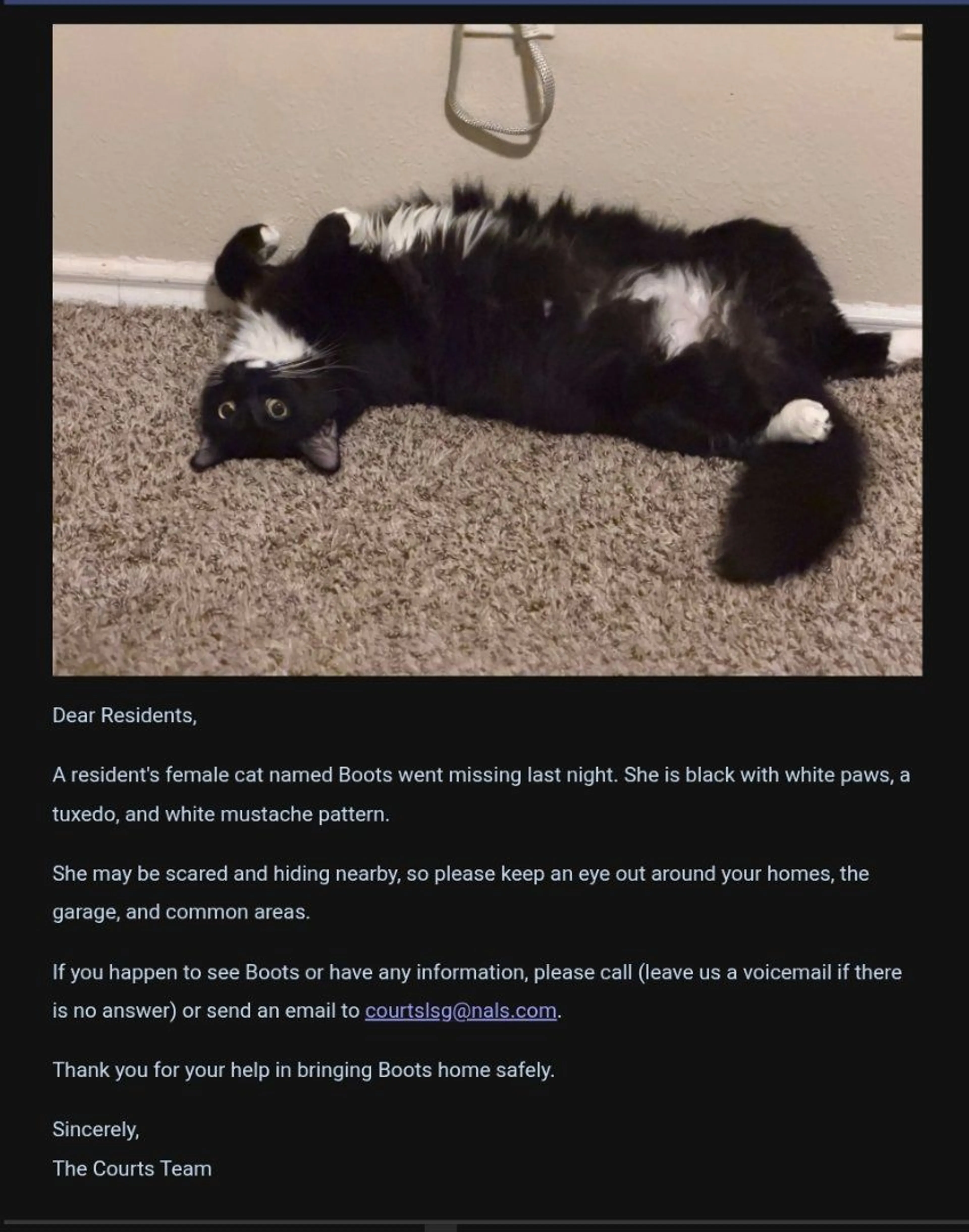 Lost pet