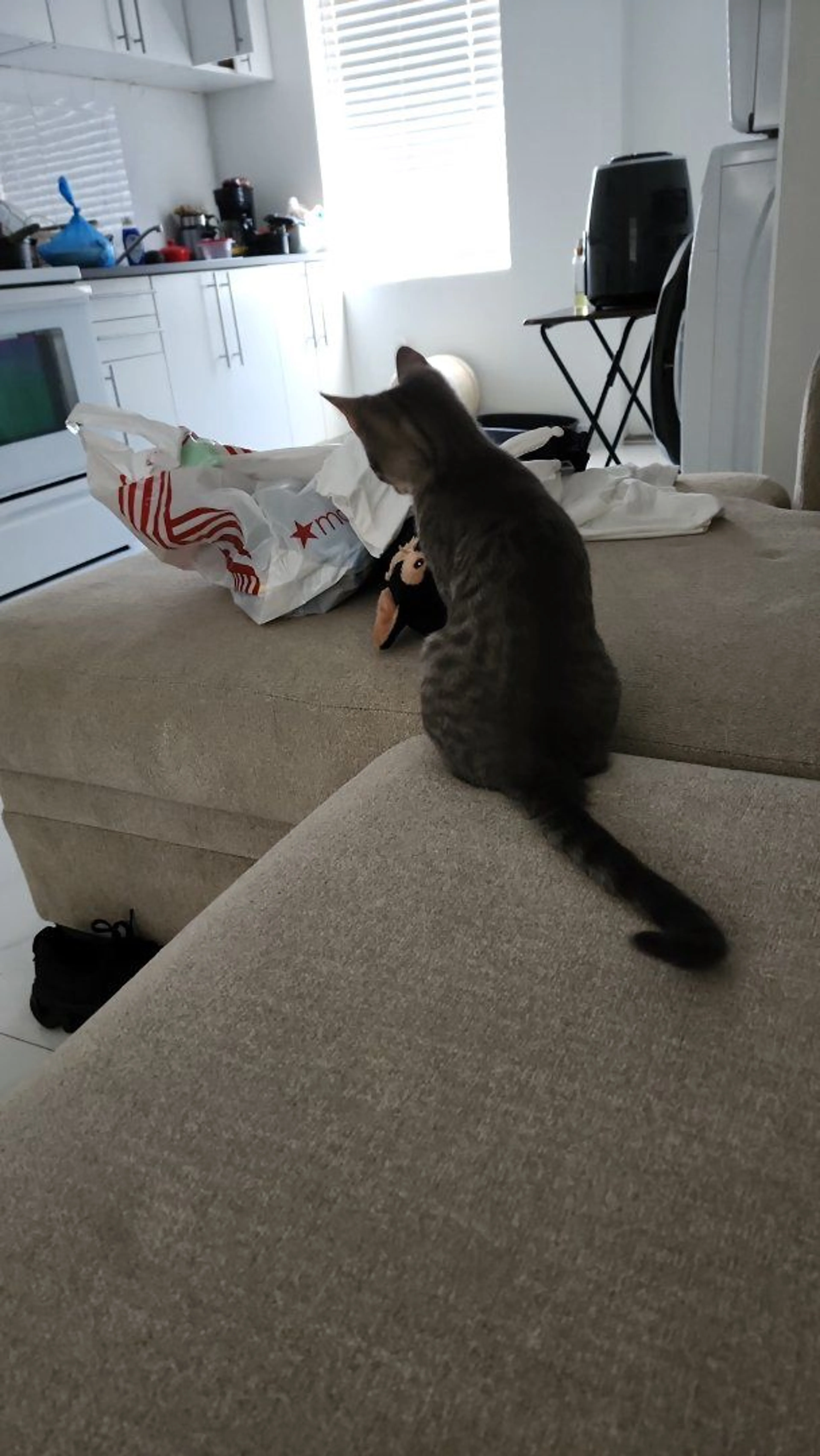 Lost pet-0