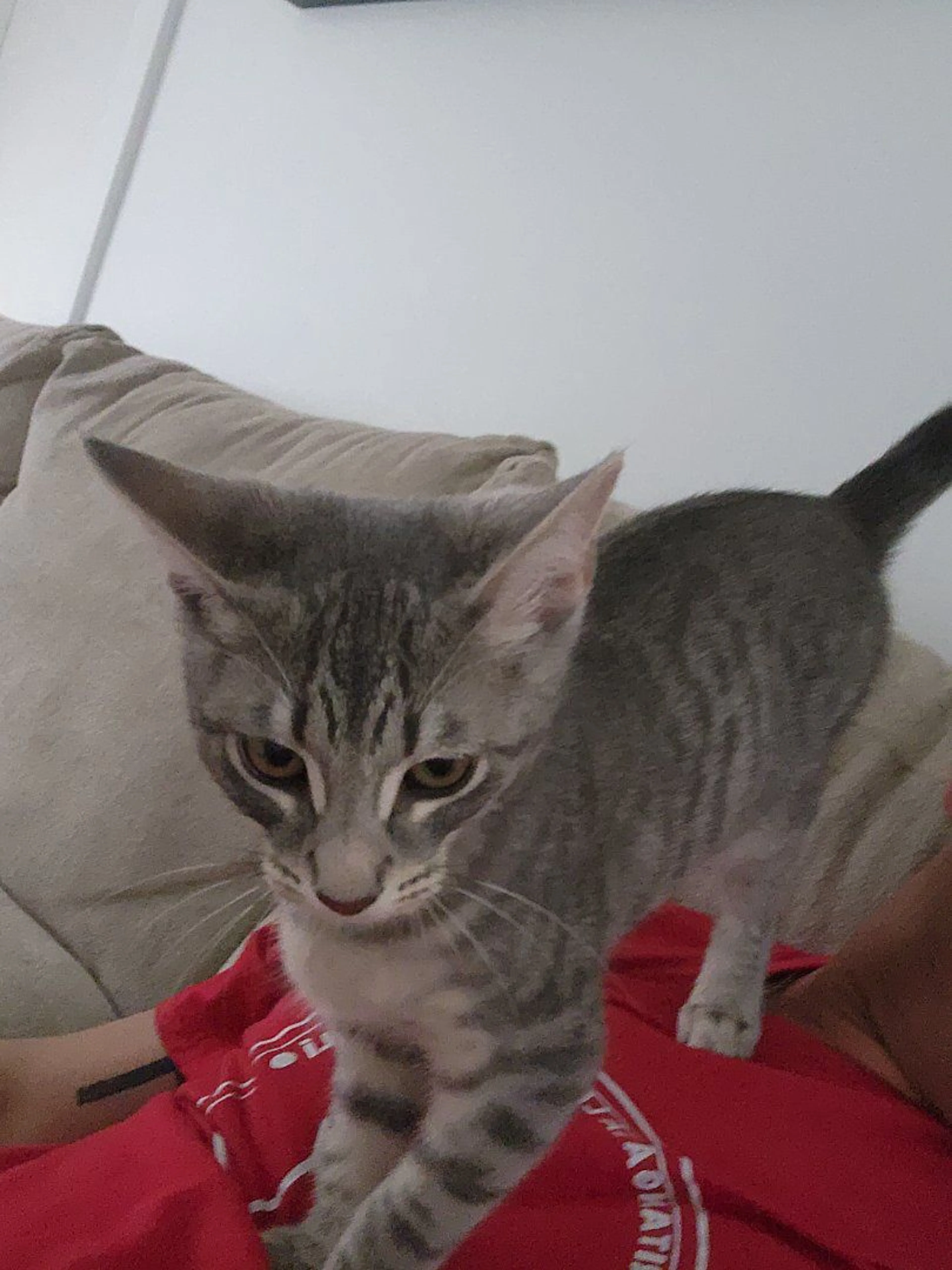 Lost pet-1