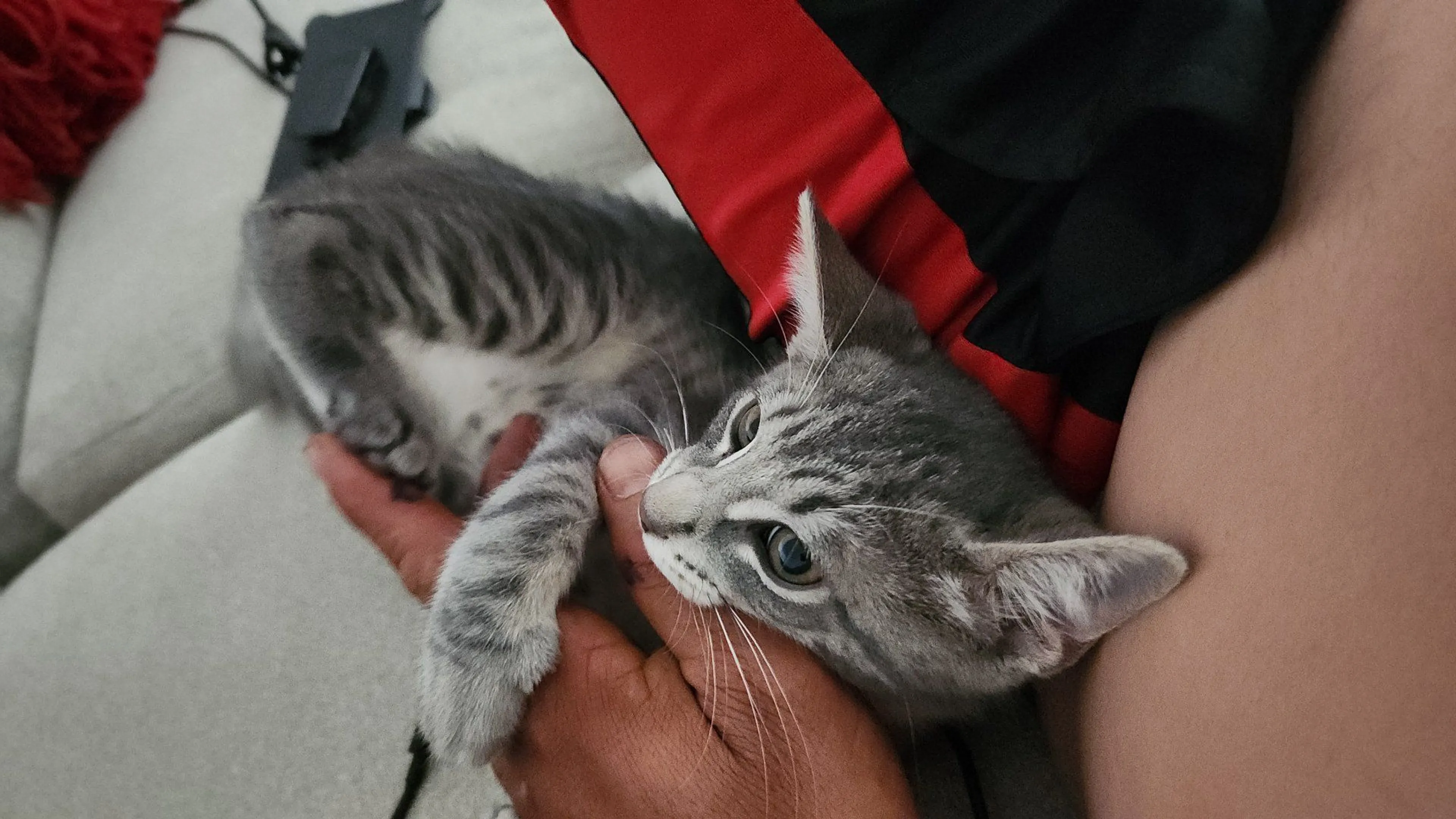 Lost pet-2