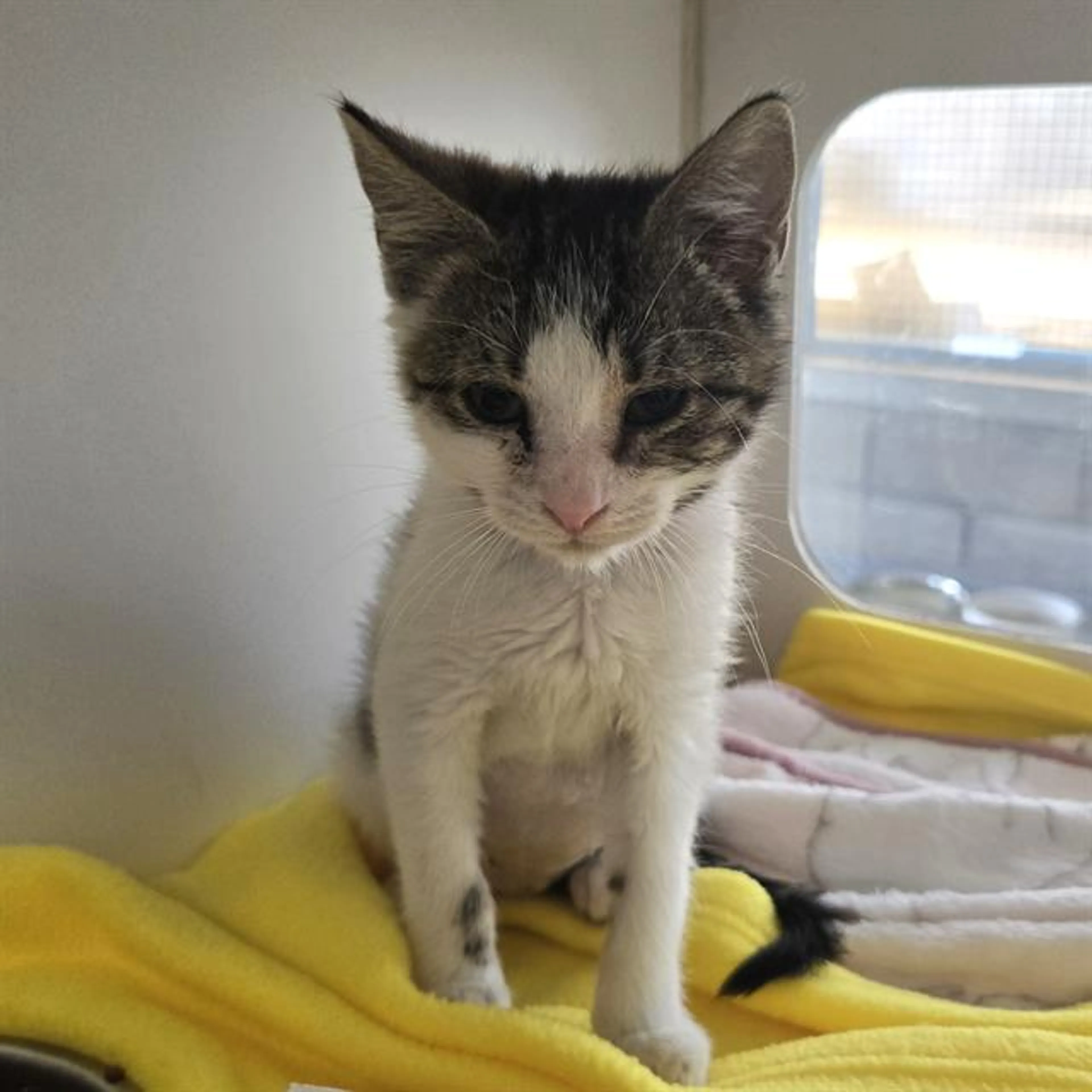 Found pet