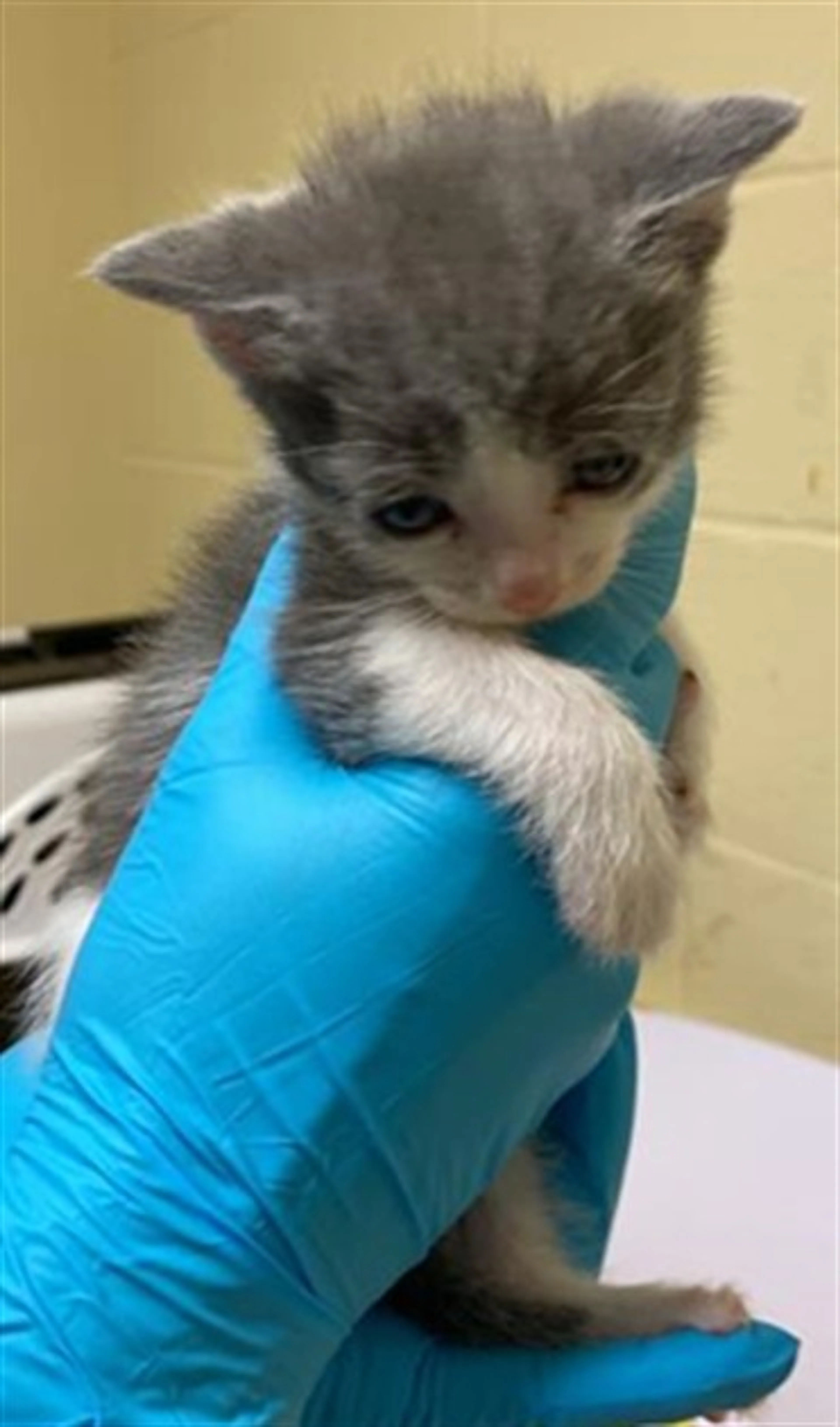Found pet