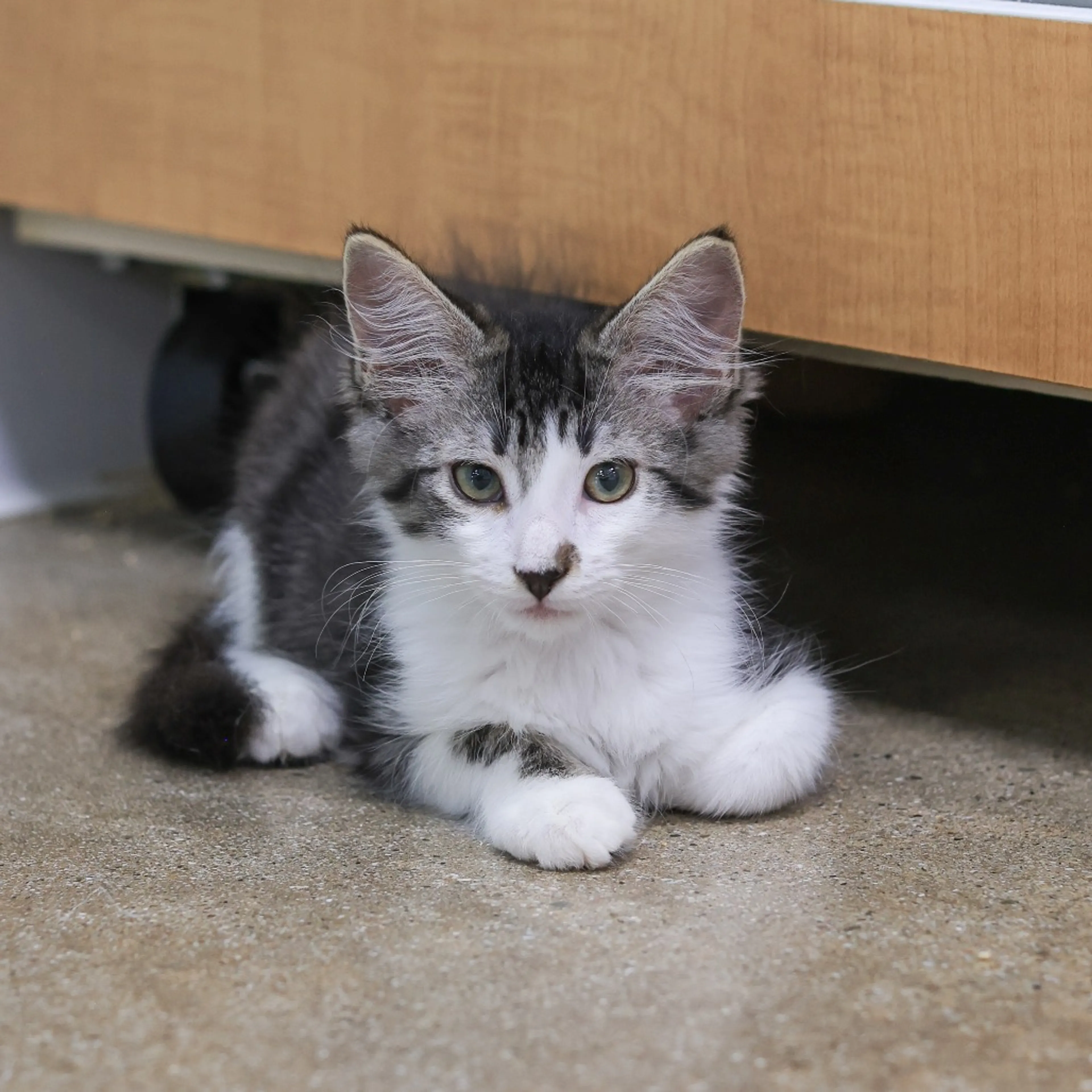 Found pet-2