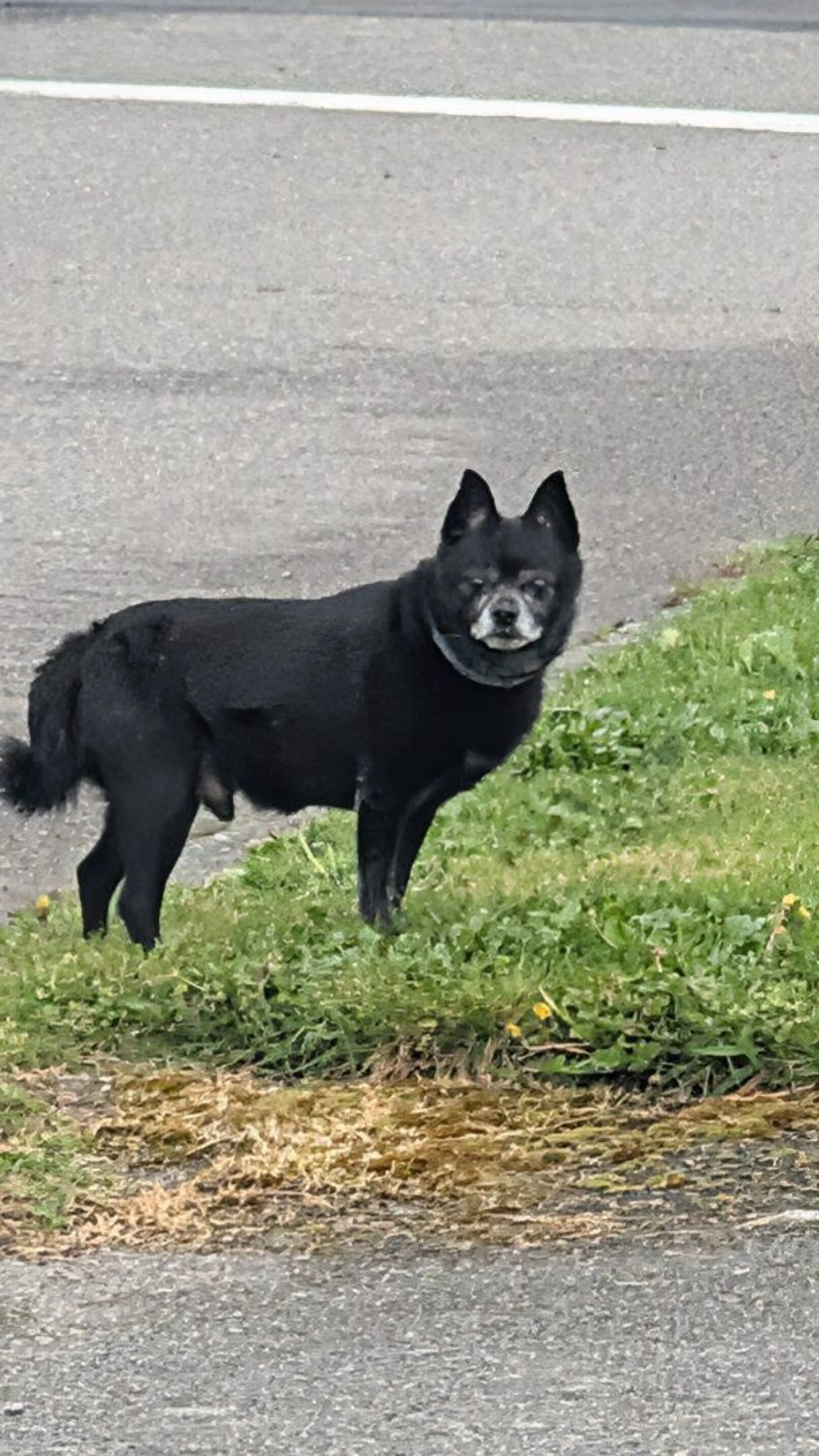 Lost pet