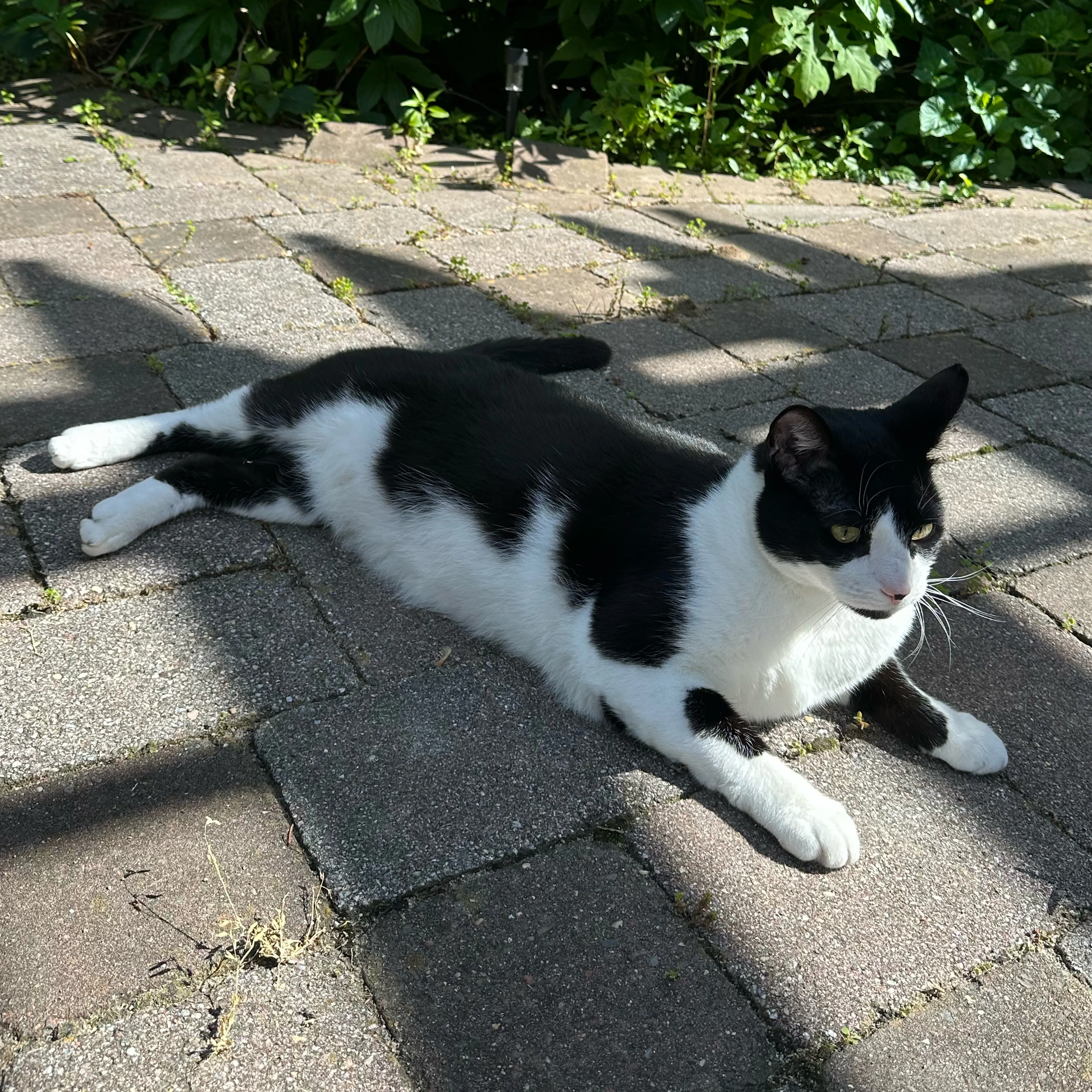 Lost pet-3