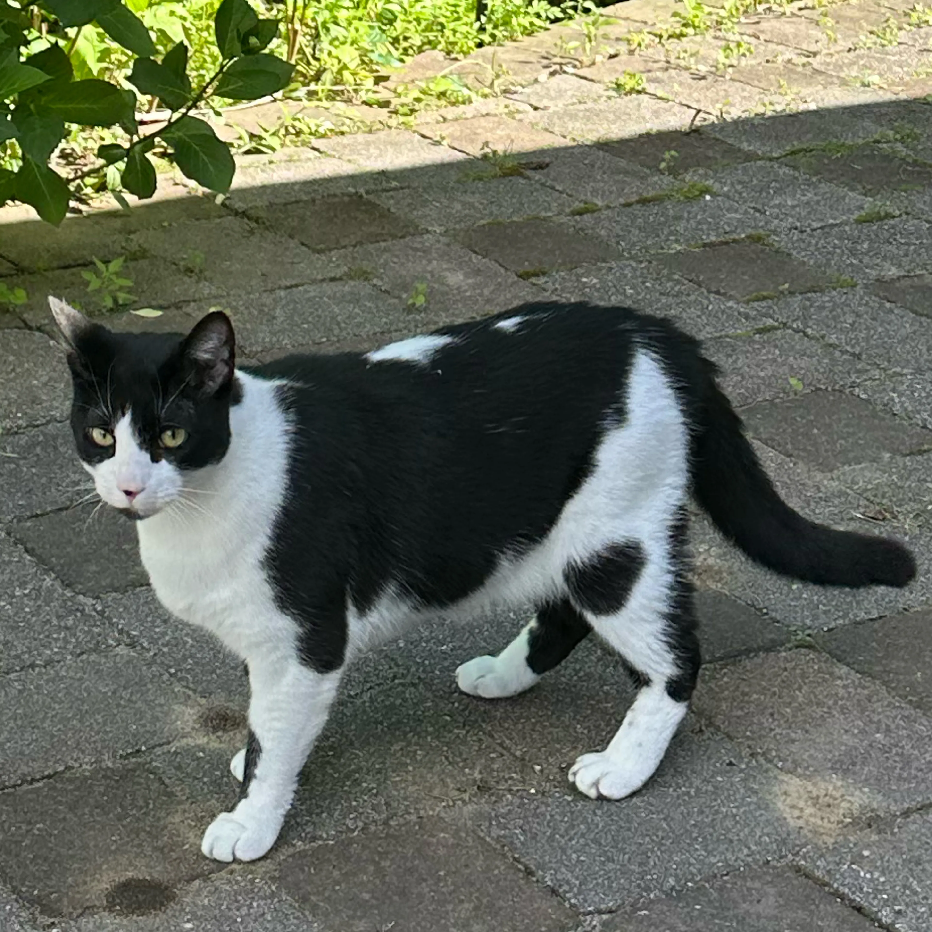Lost pet-1