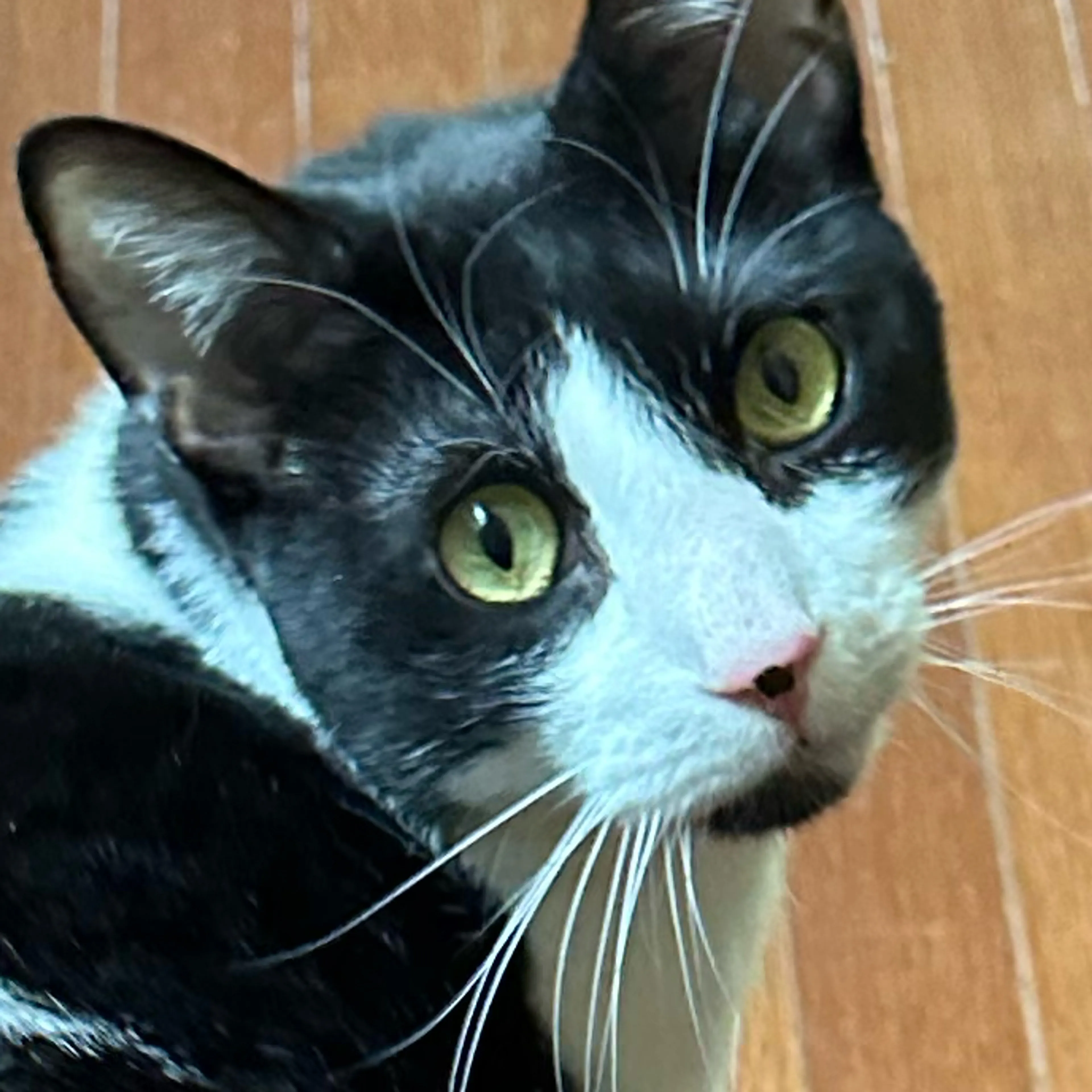 Lost pet-2