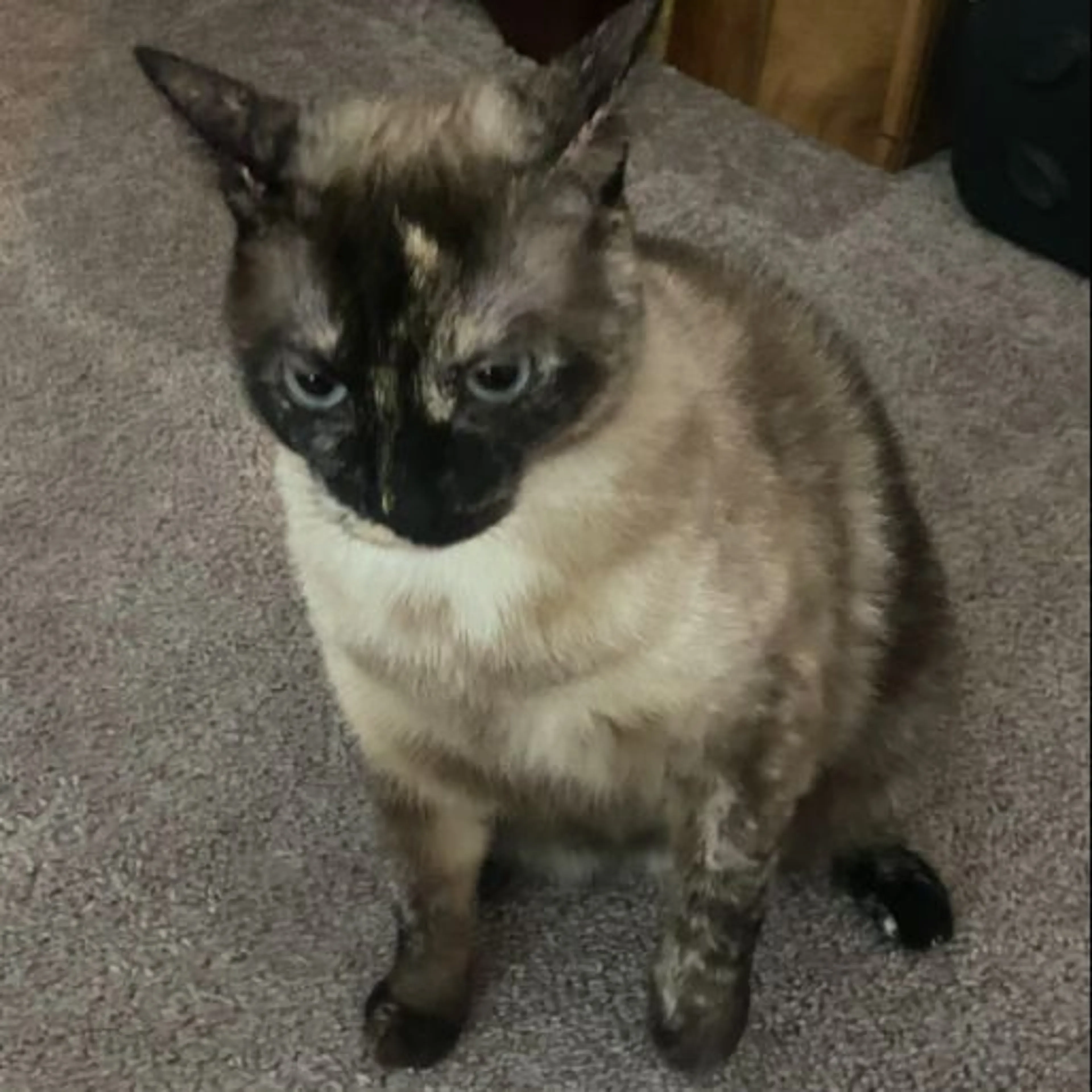 Lost pet