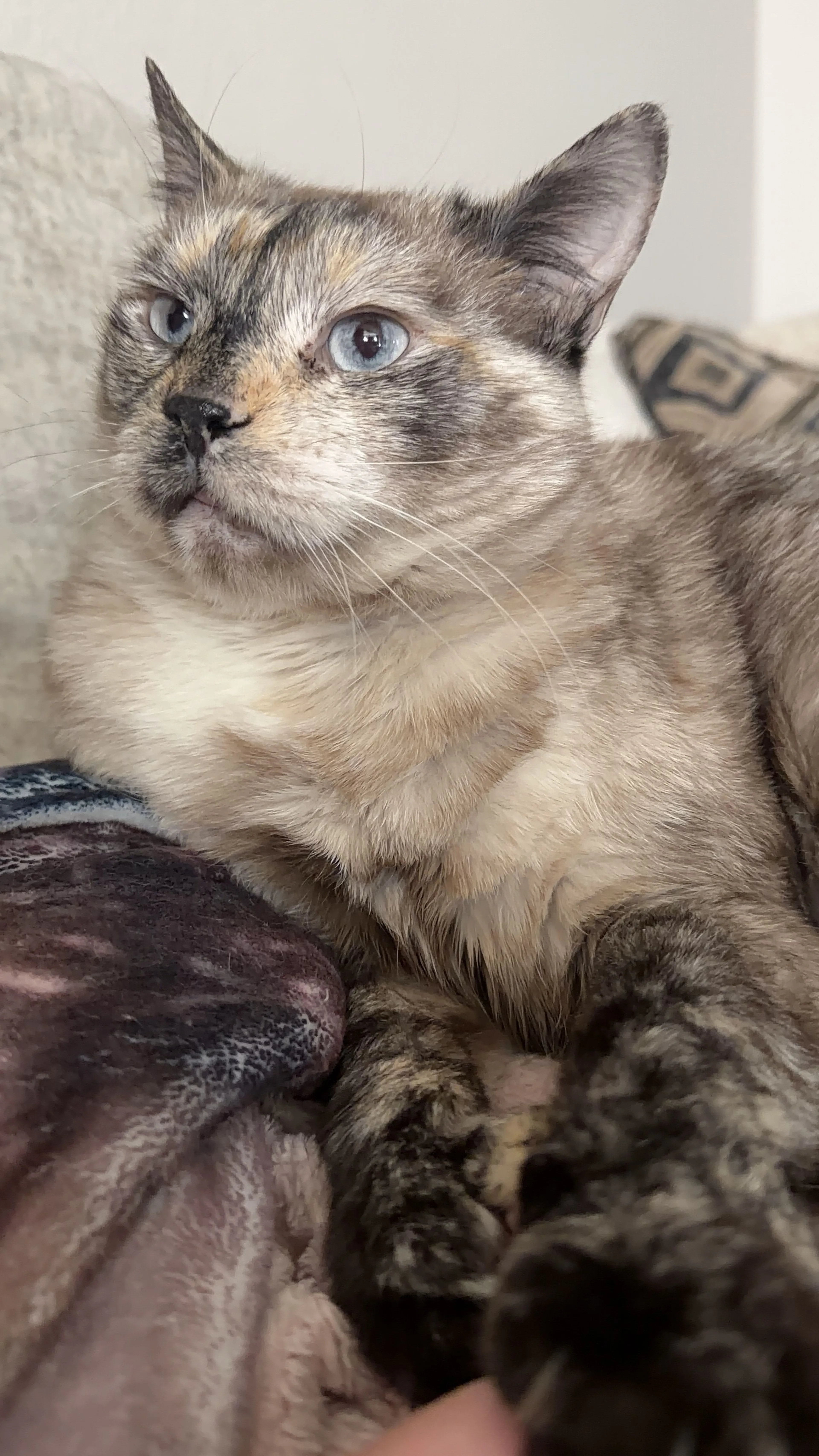 Lost pet-1