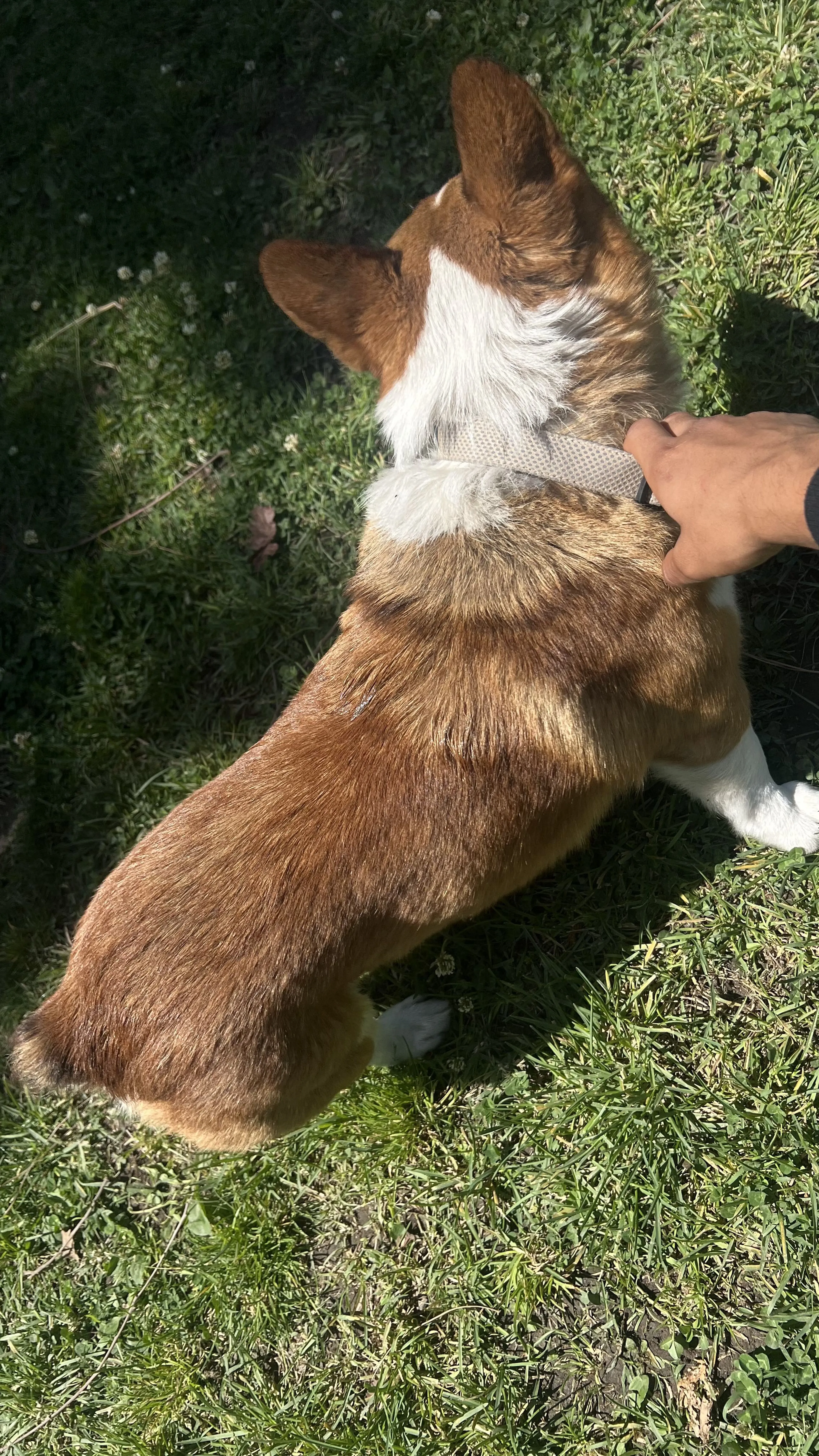 Lost pet-2