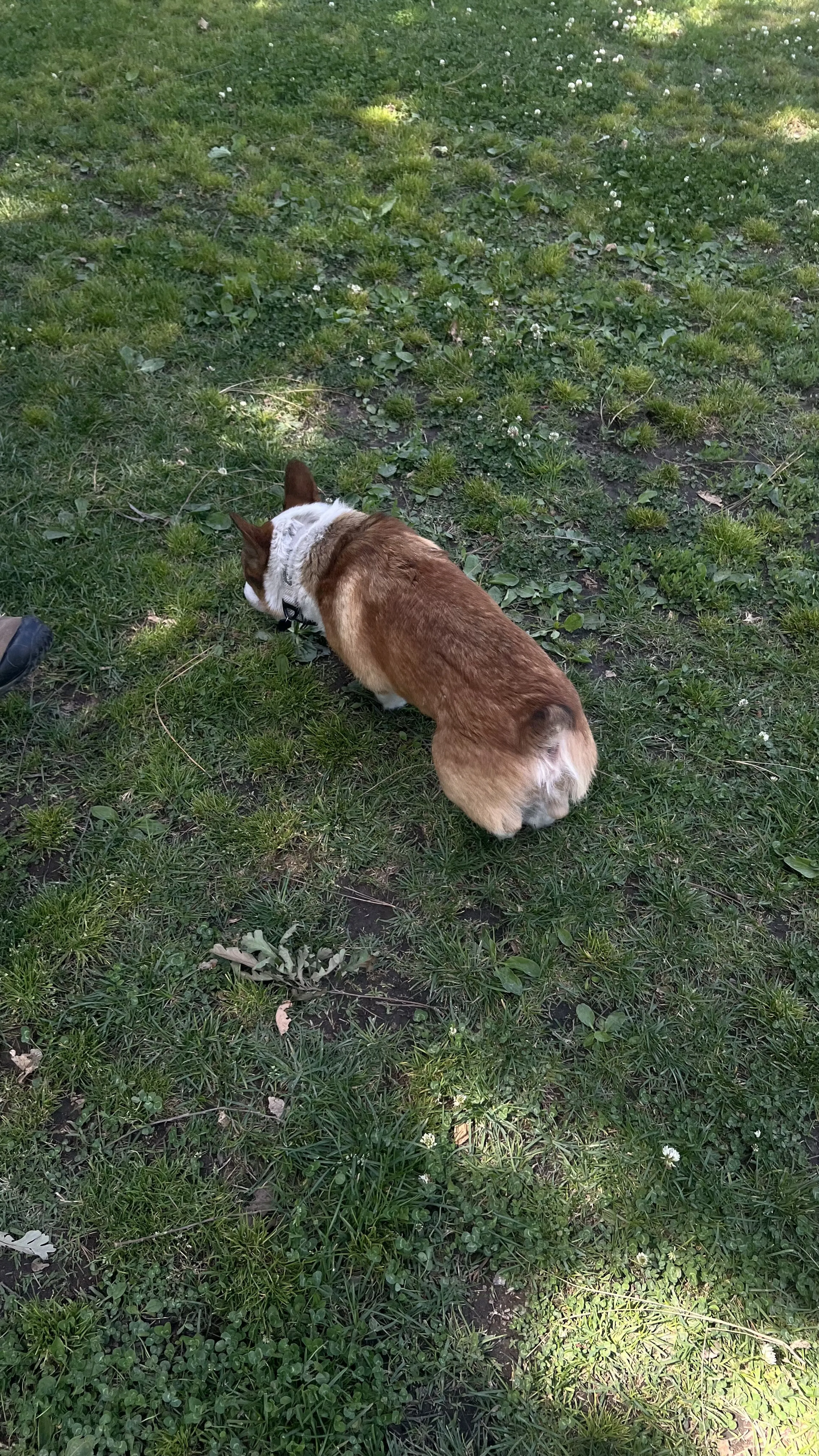 Lost pet-1
