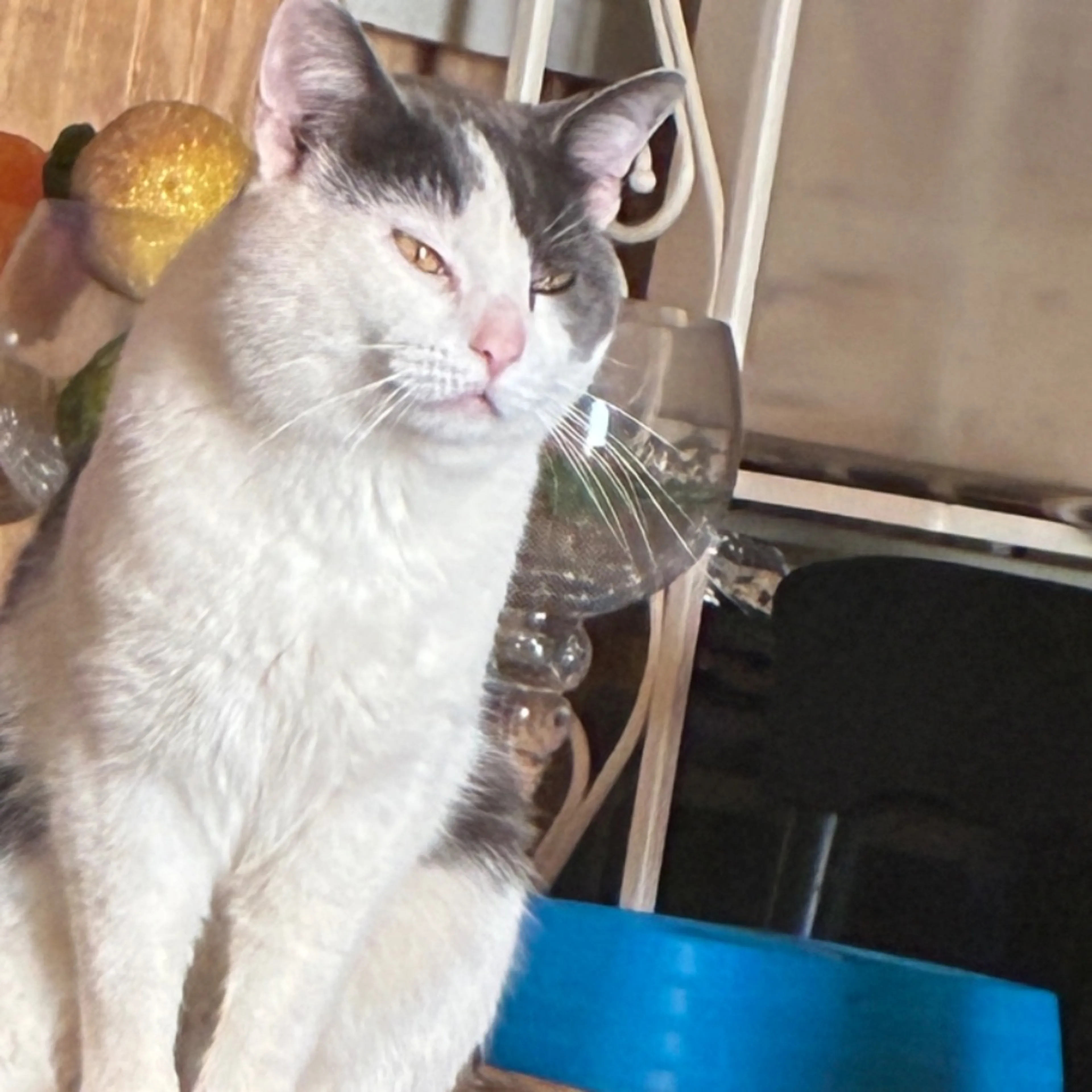 Lost pet