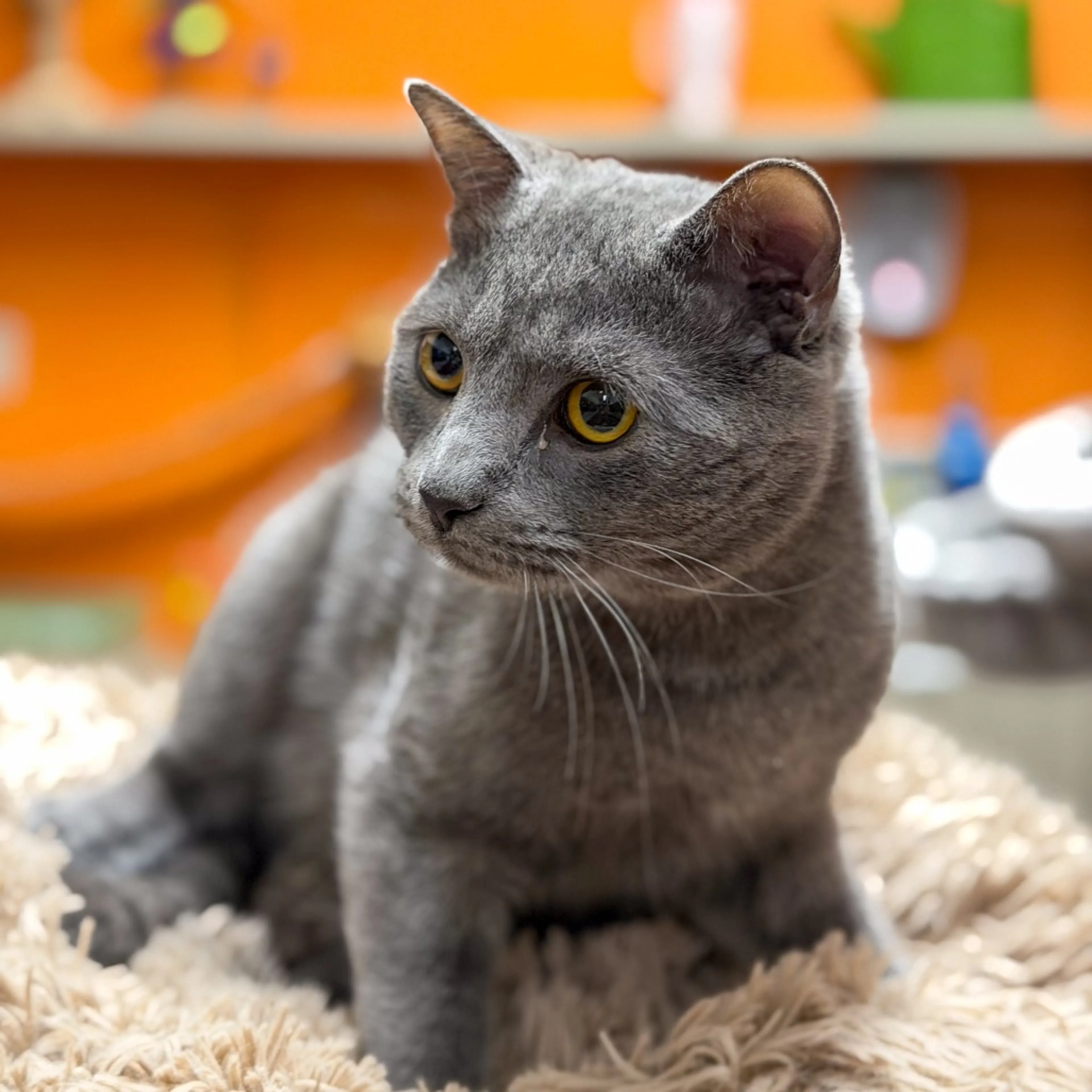 Found pet-1