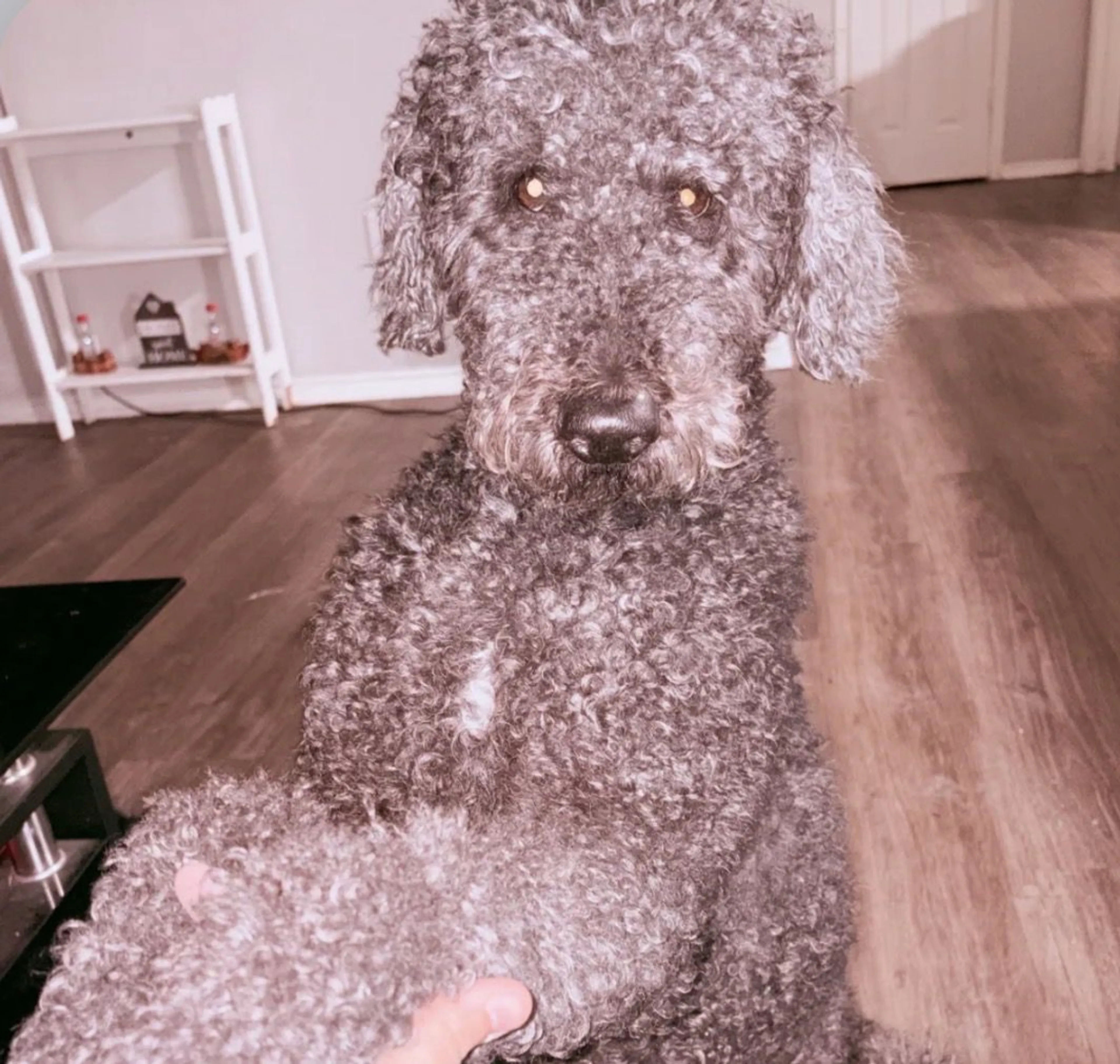 Lost pet