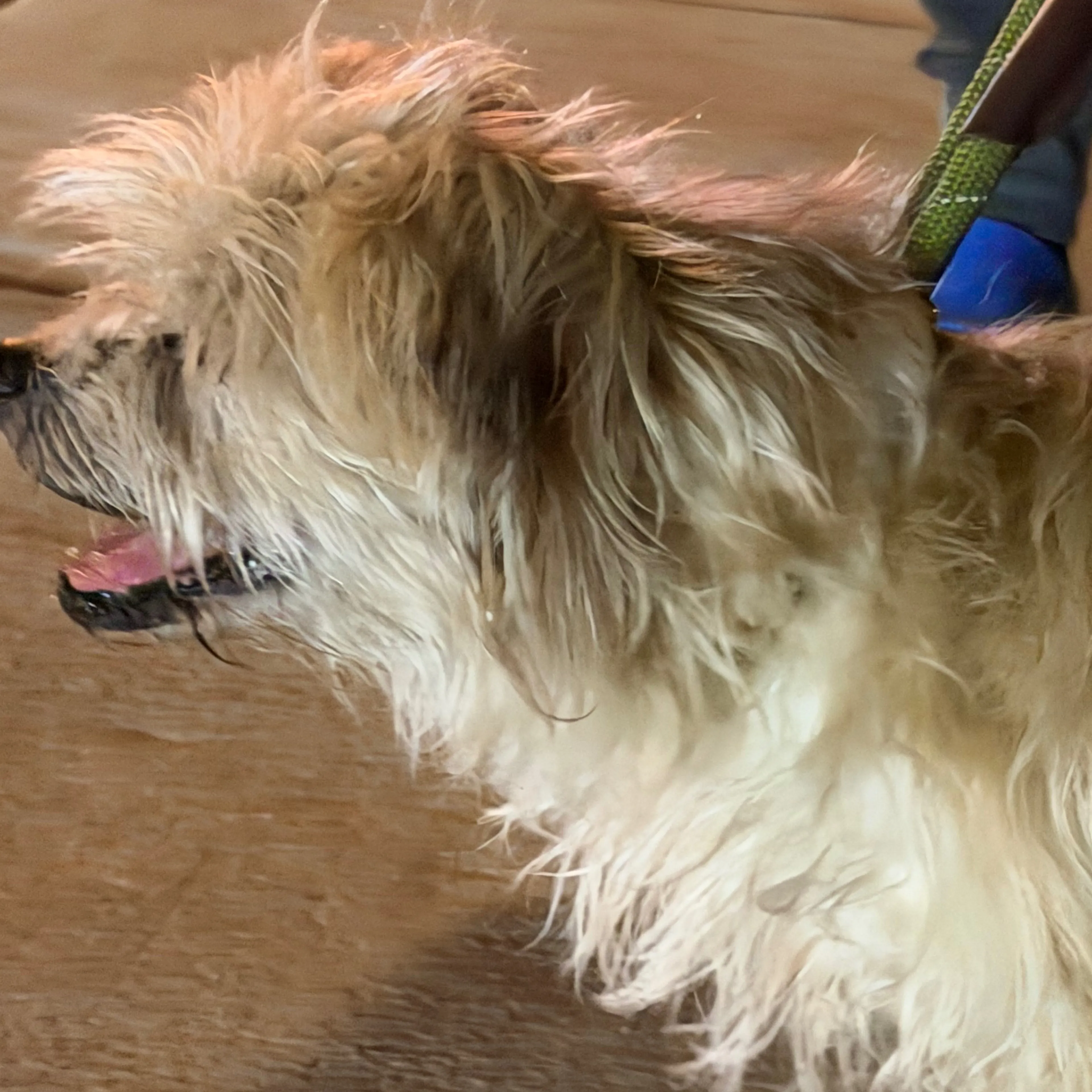 Found pet-1
