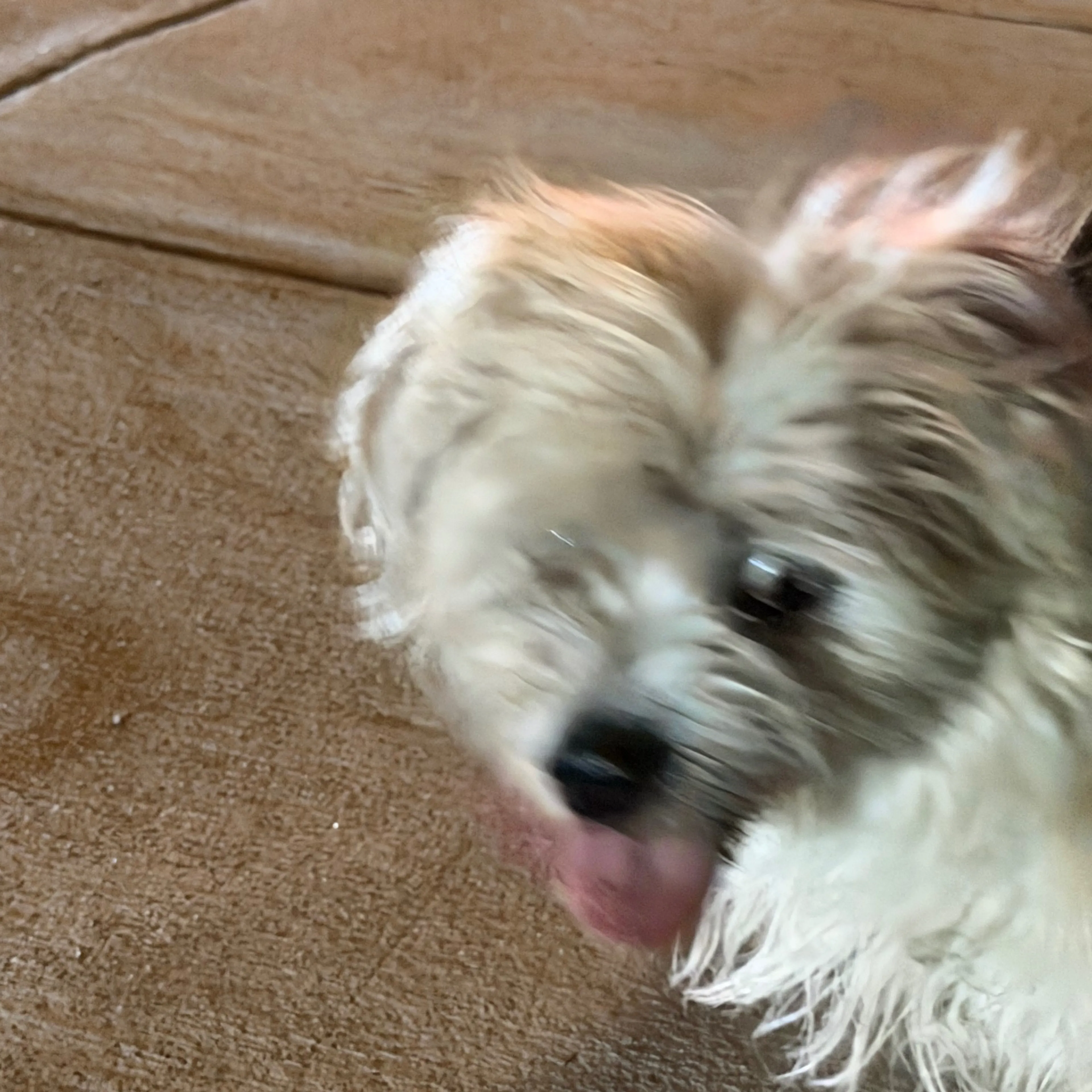 Found pet-2