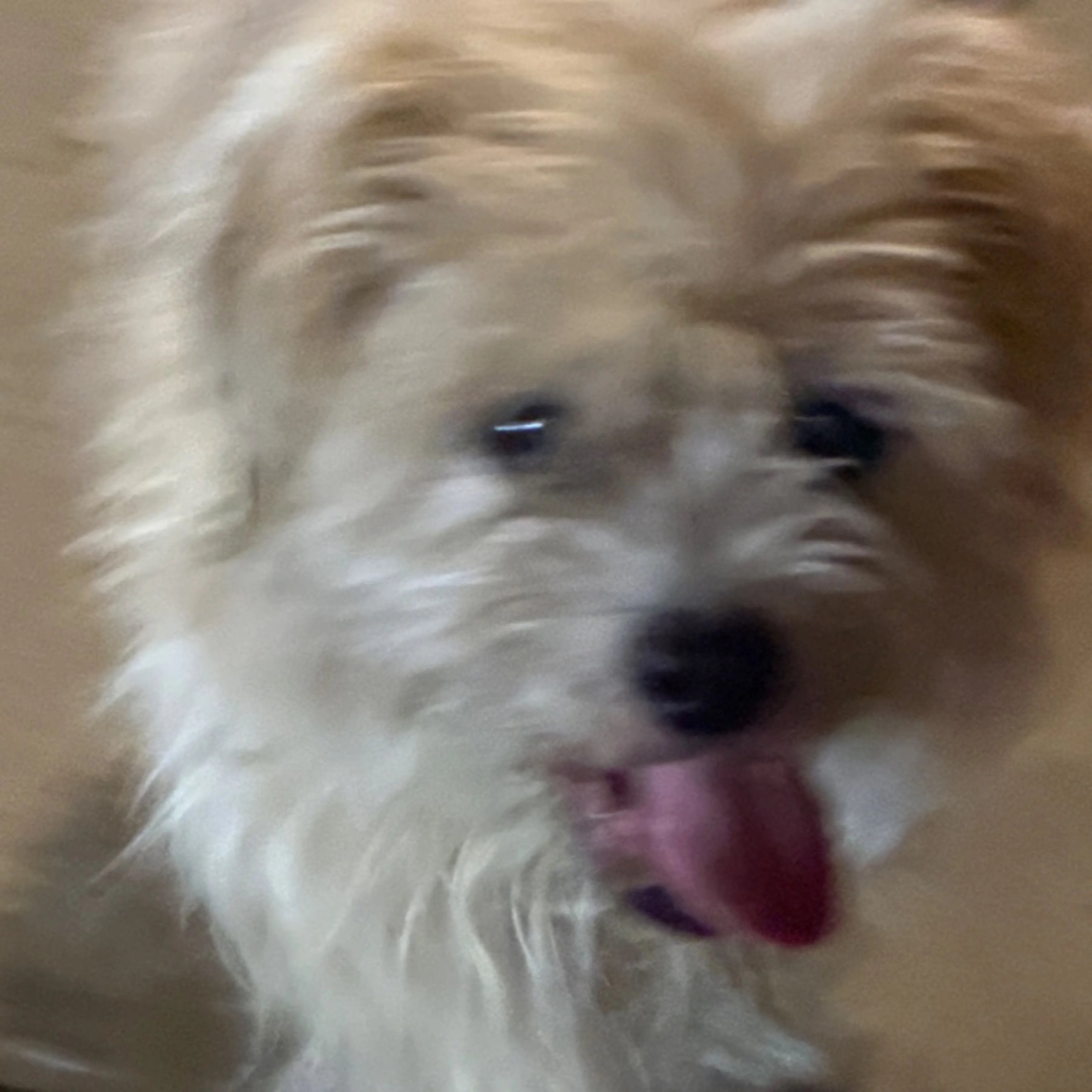 Found pet-0