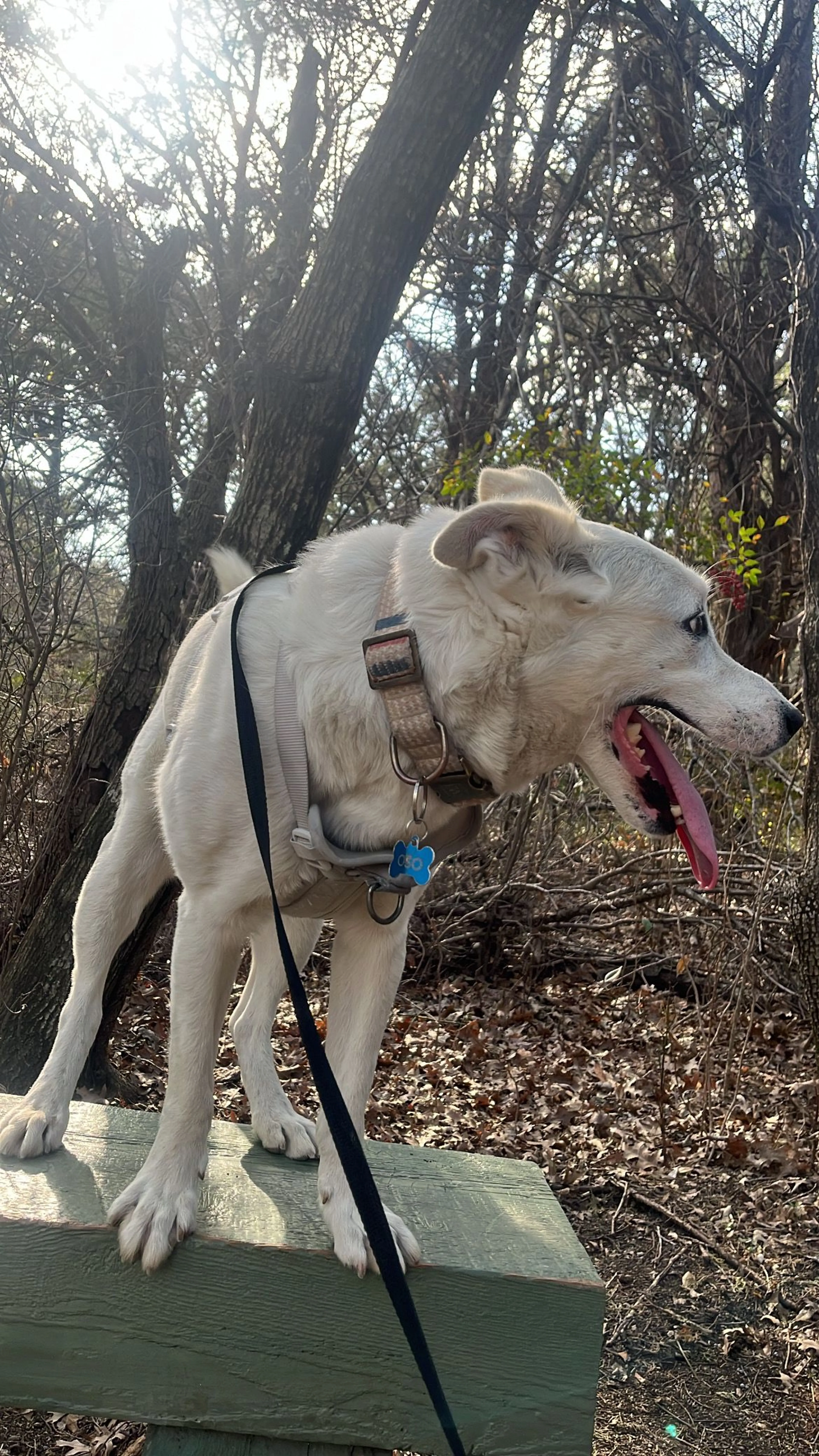 Lost pet