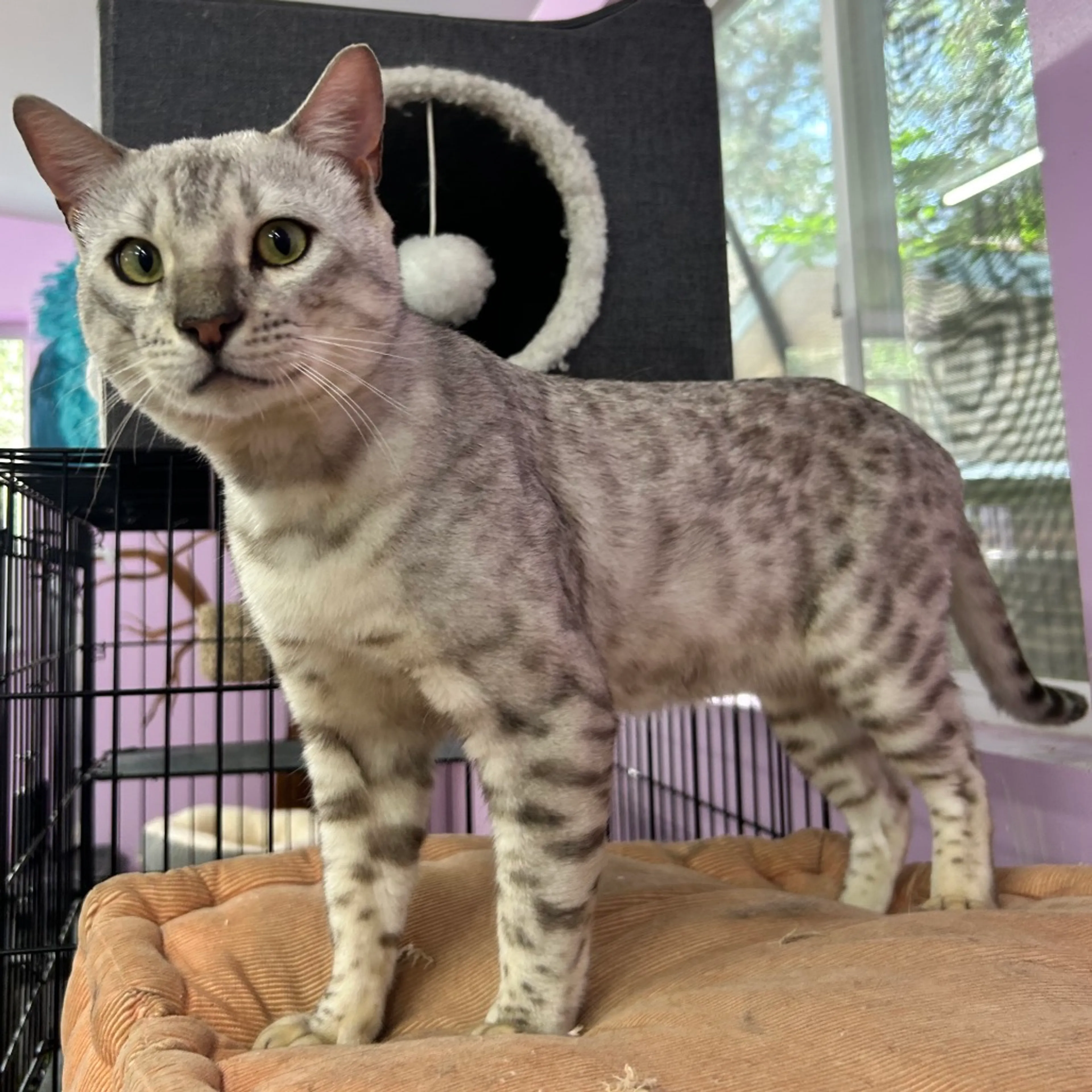 Found pet-7