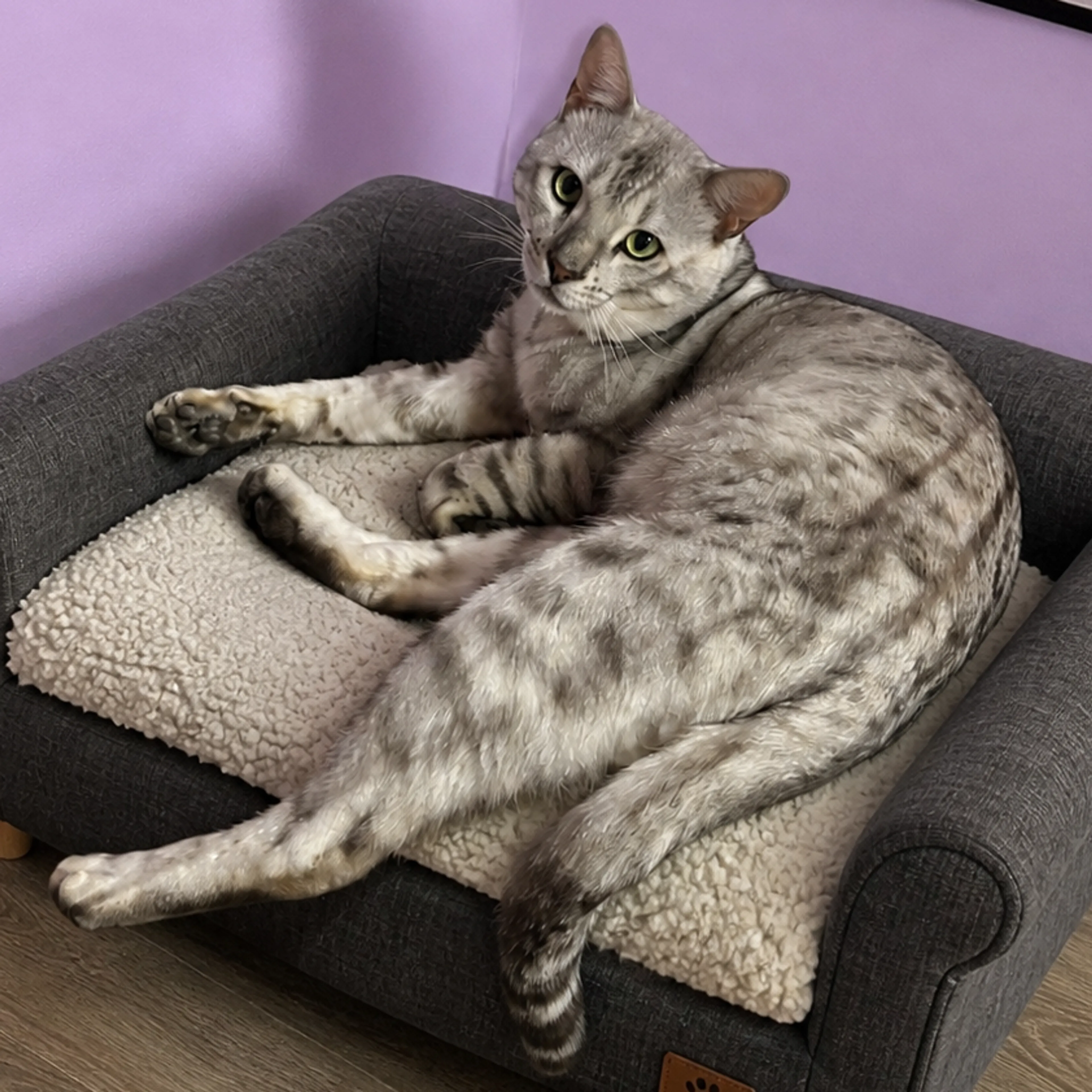 Found pet-5