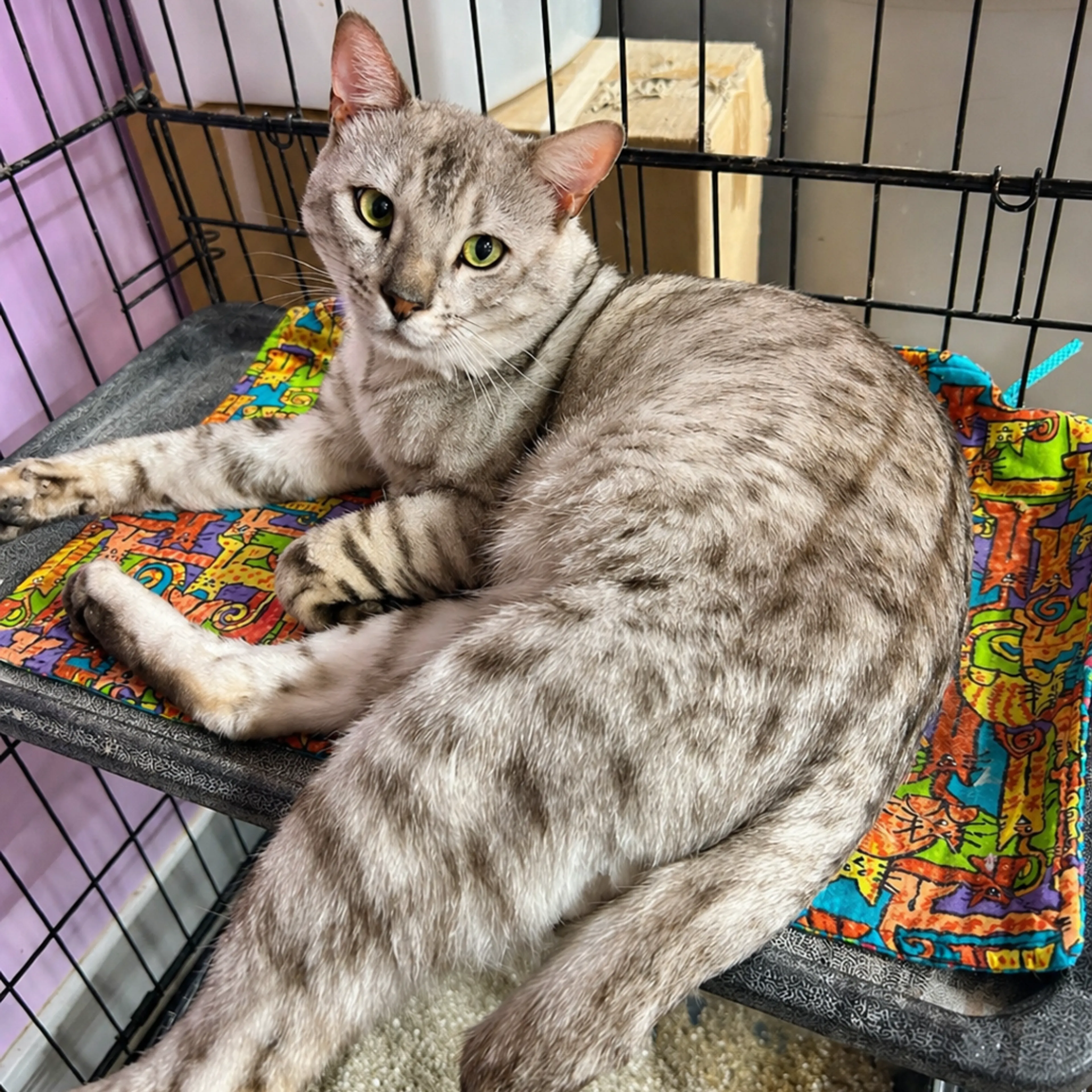 Found pet-2