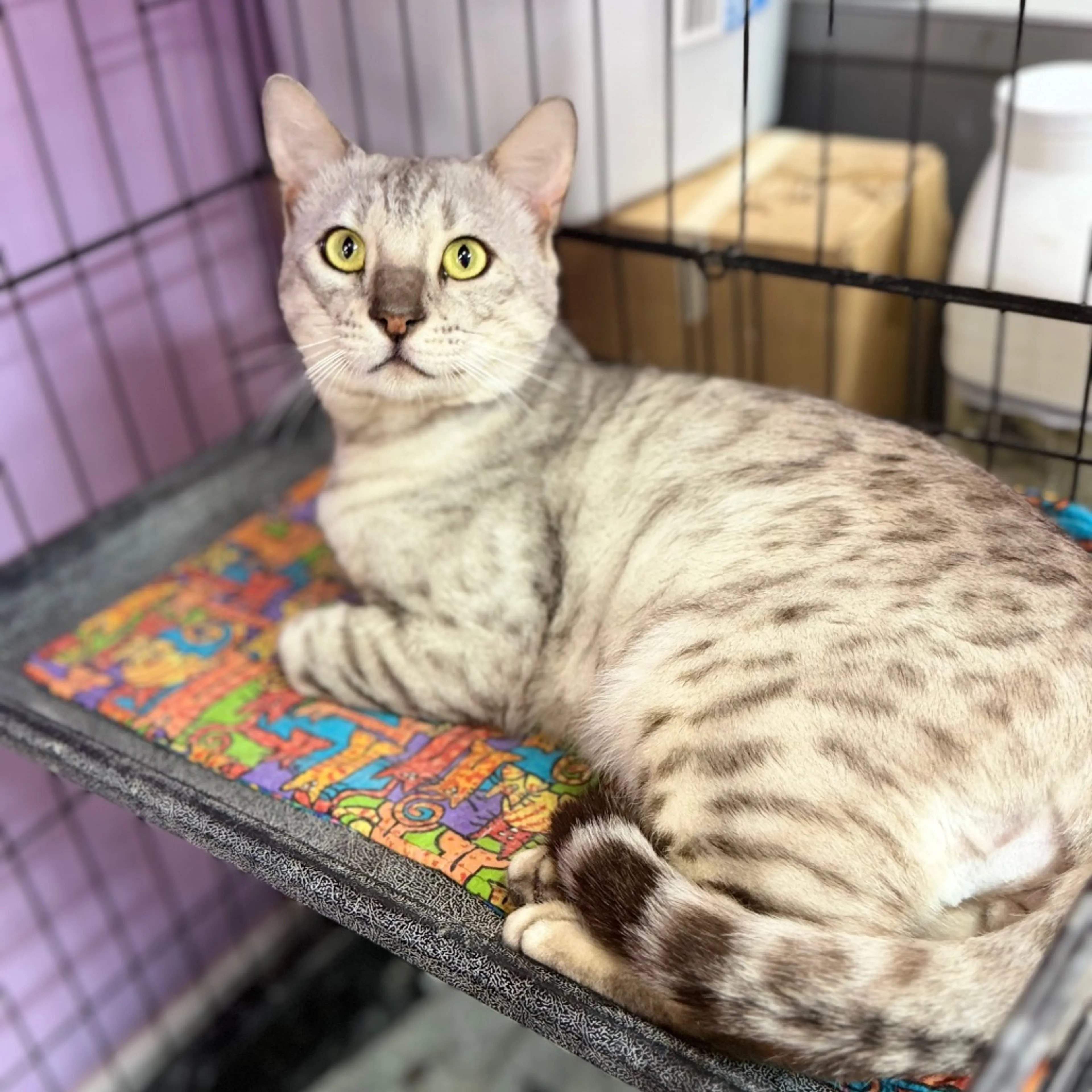 Found pet-4