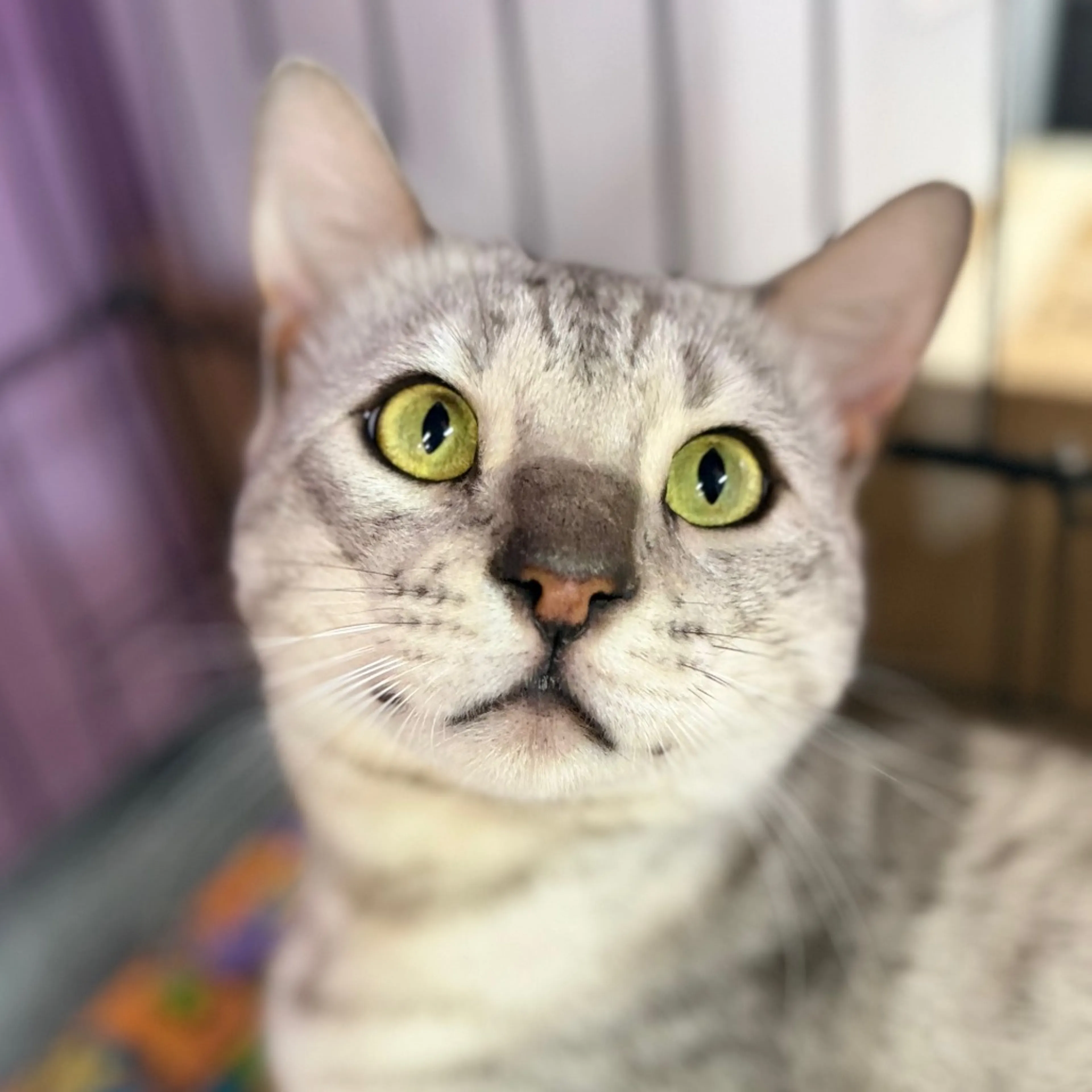 Found pet-3