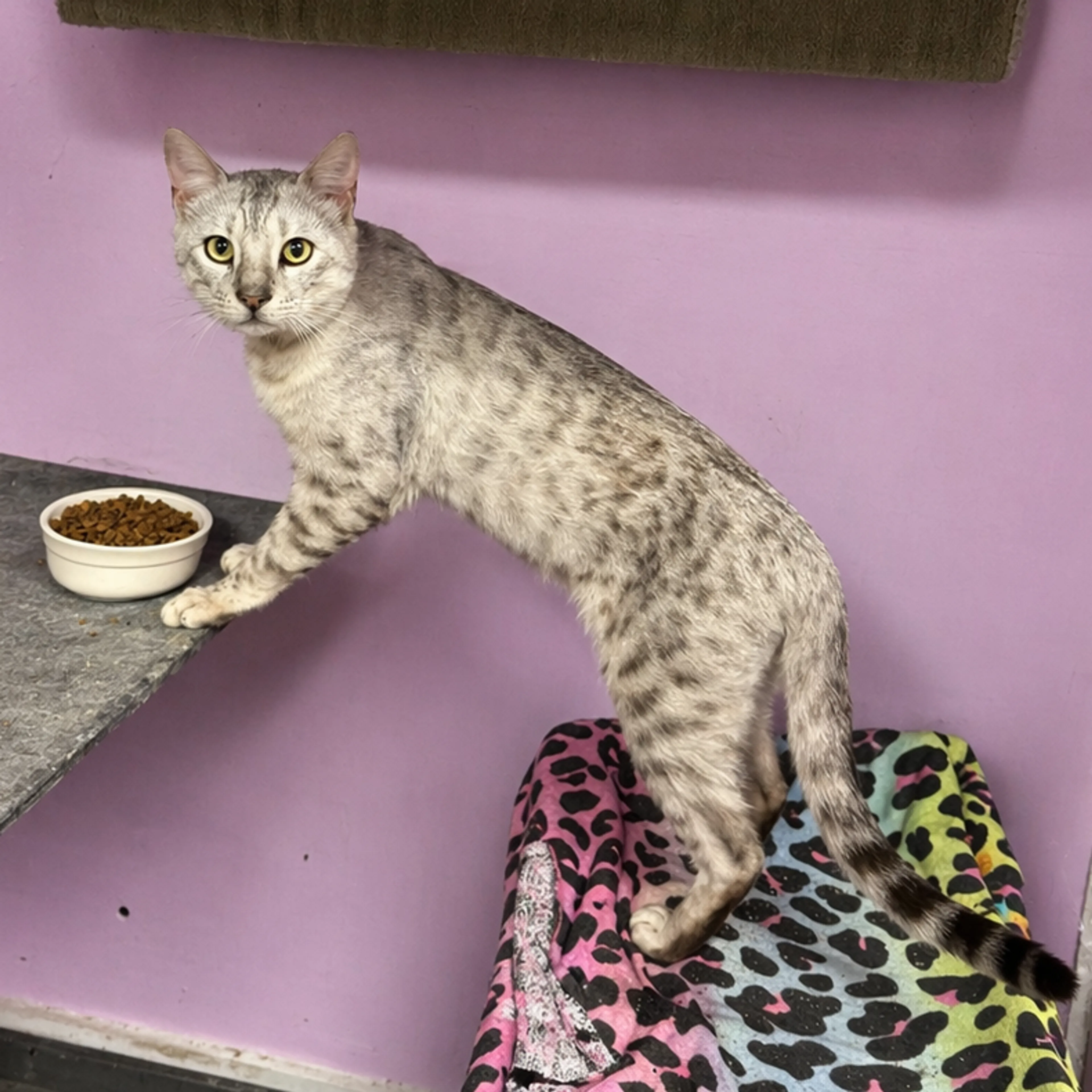 Found pet-1