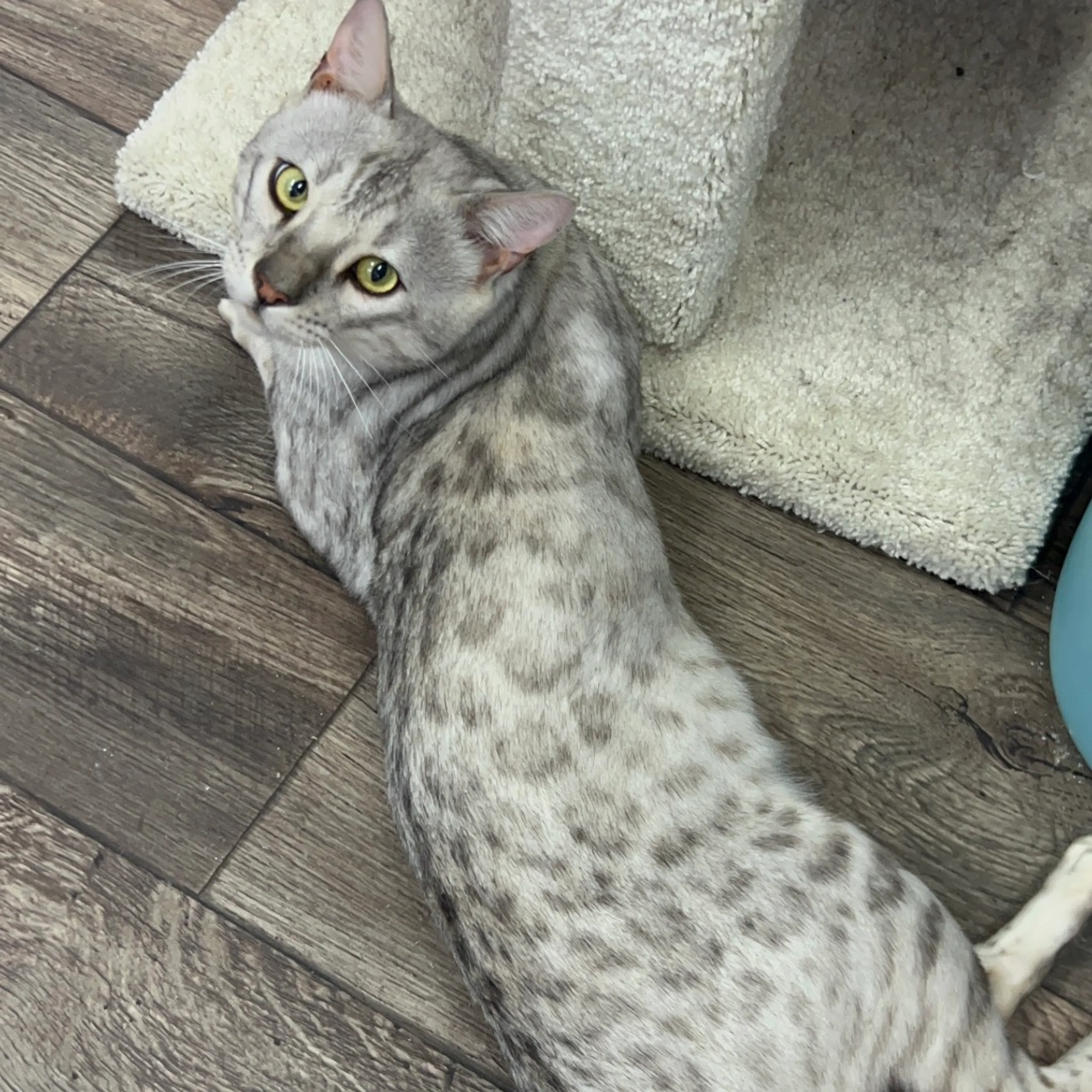 Found pet-8