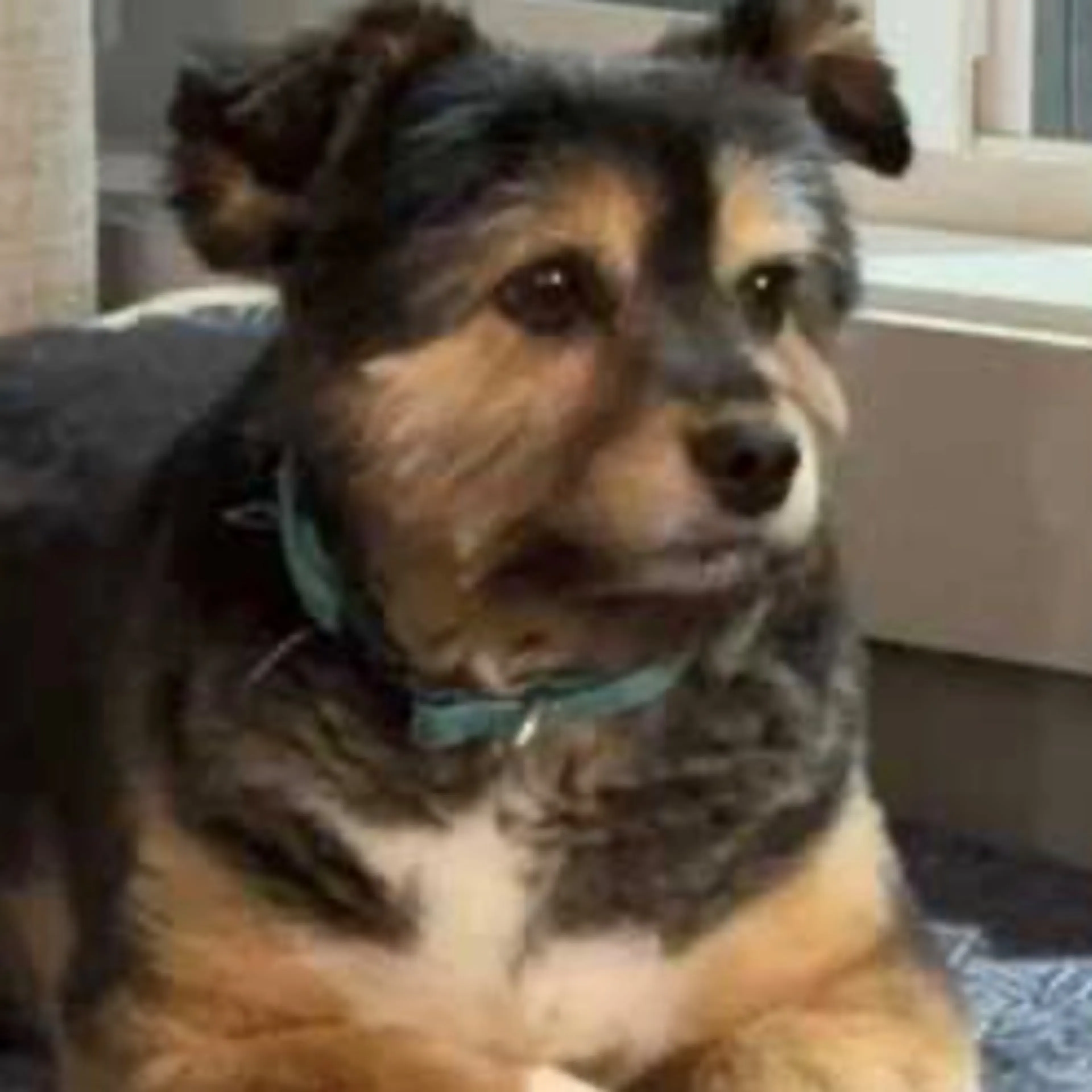 Lost pet