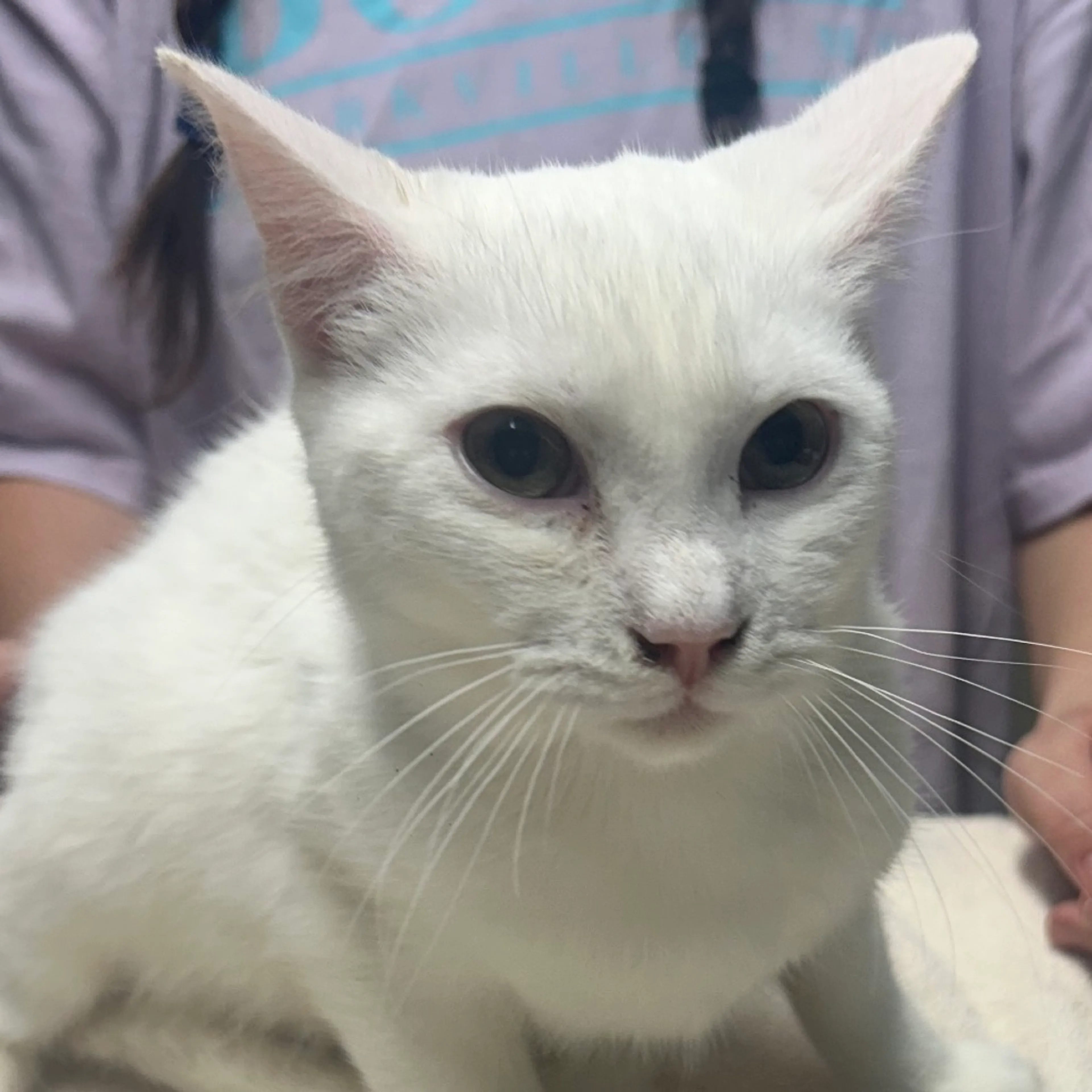 Found pet-1
