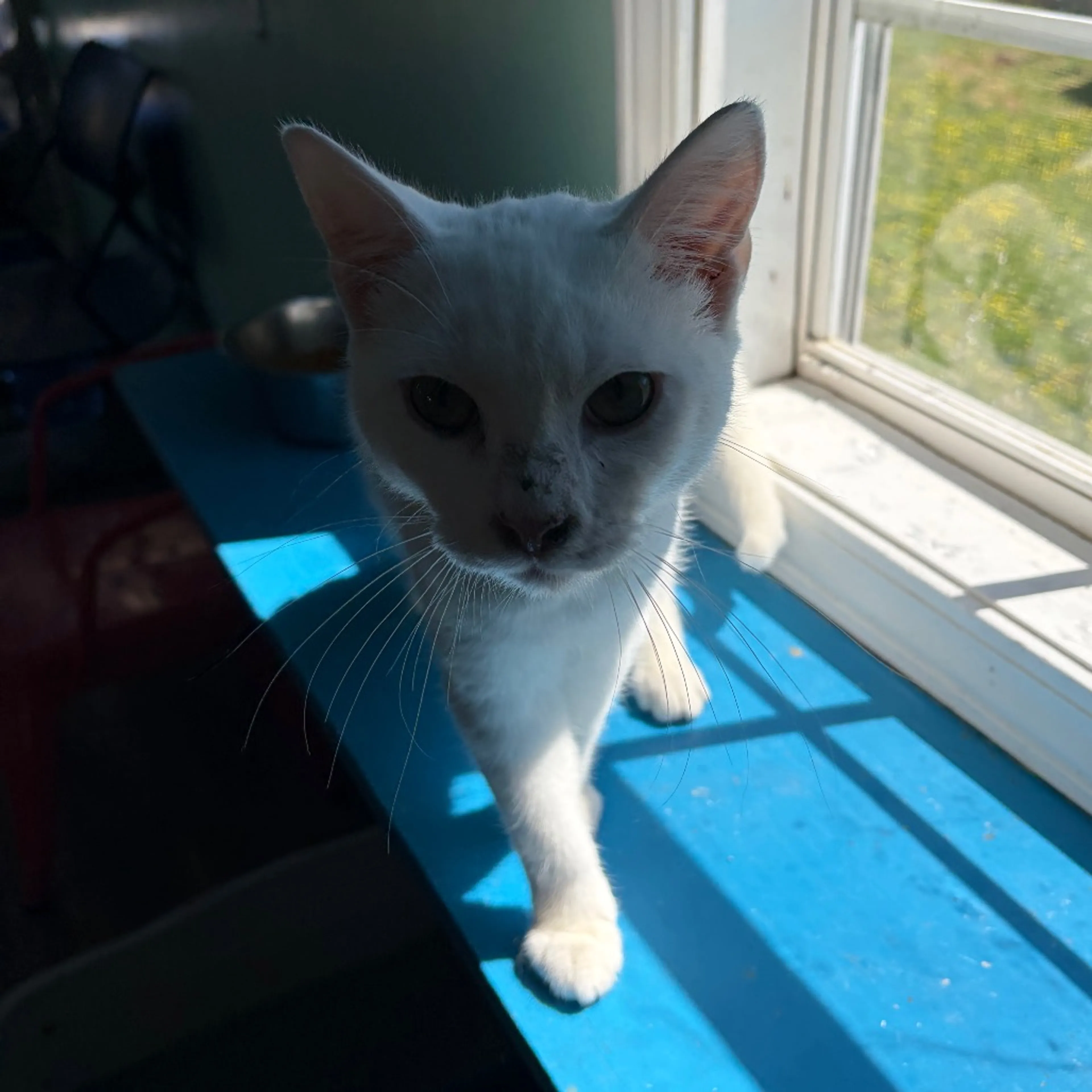 Found pet-2
