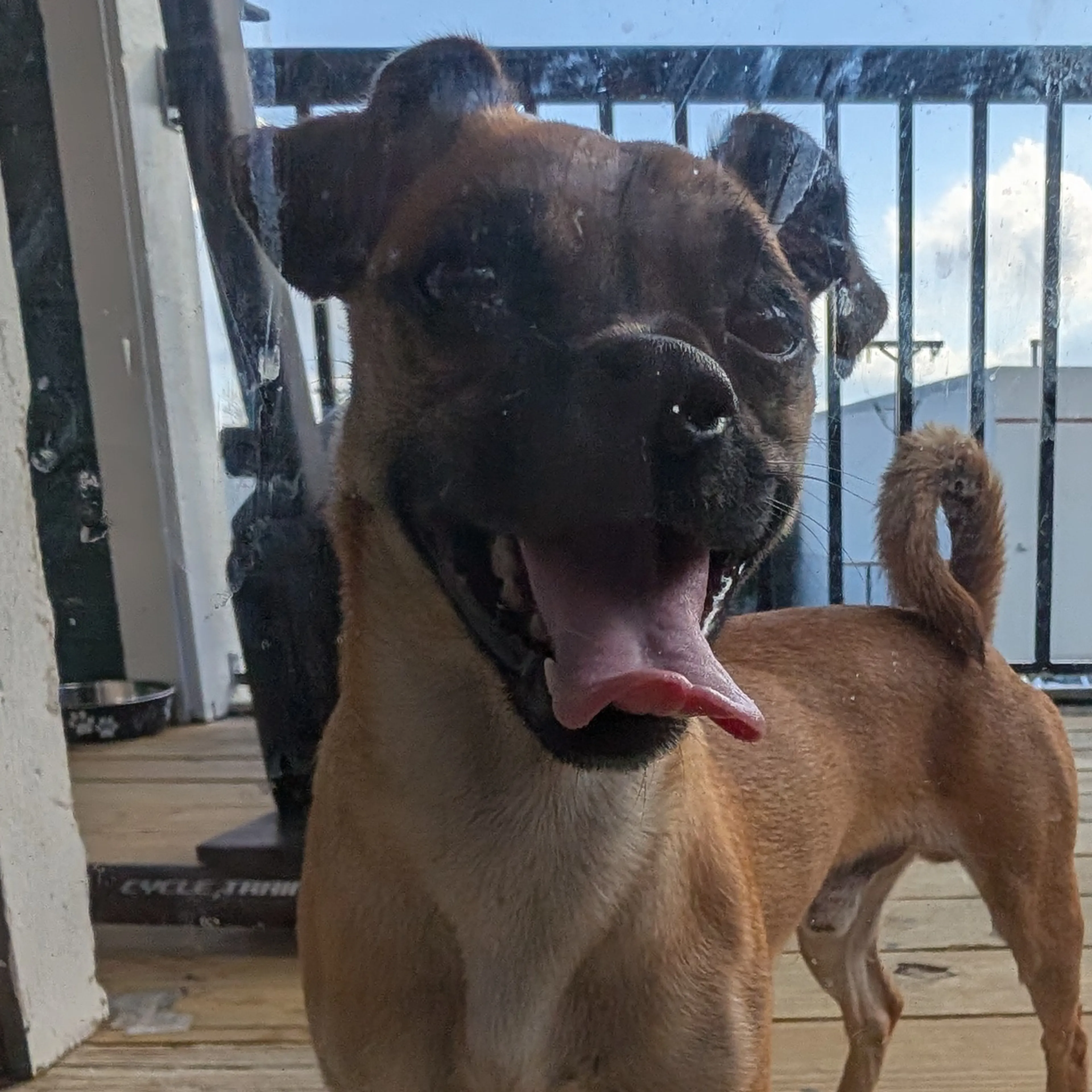 Found pet-2