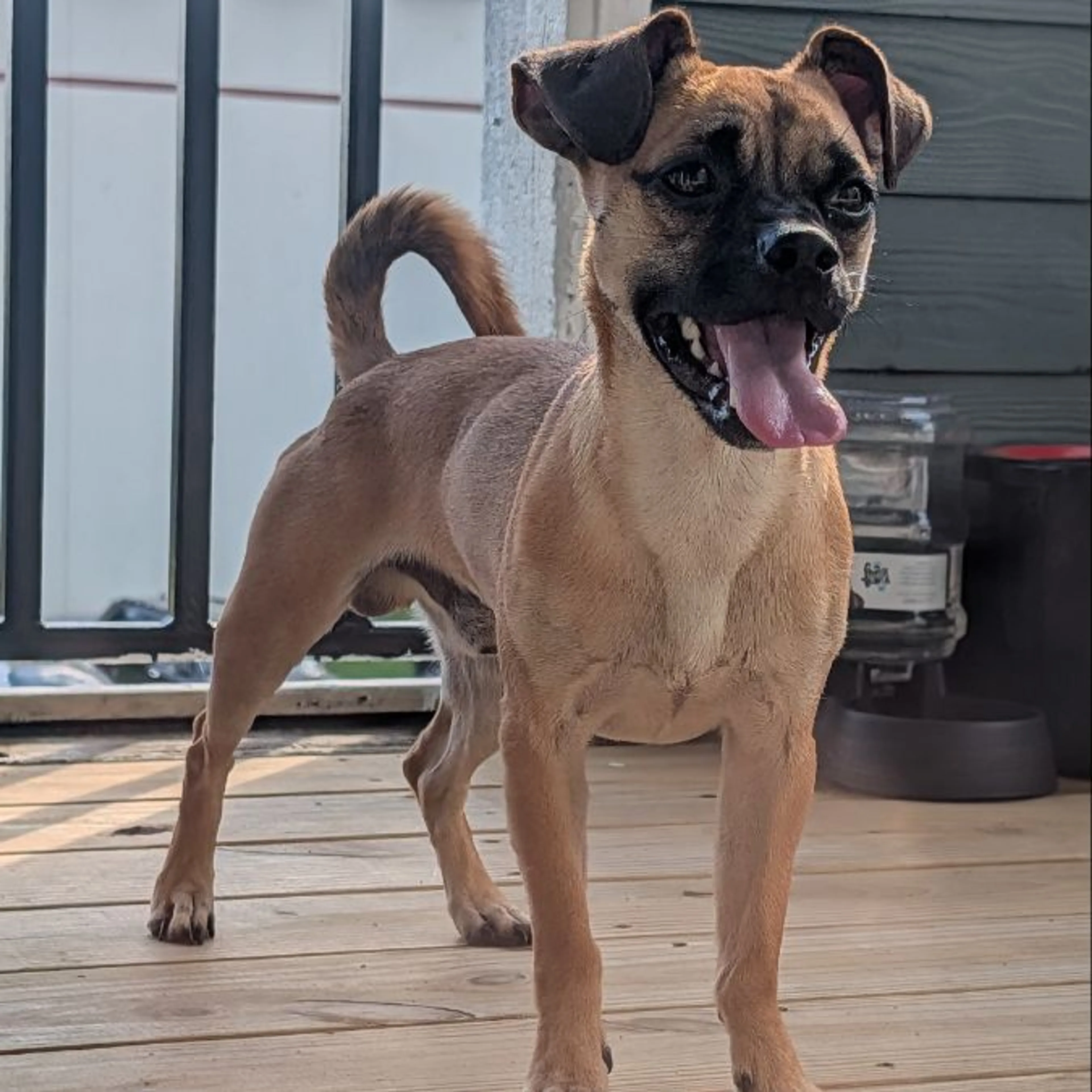 Found pet-0