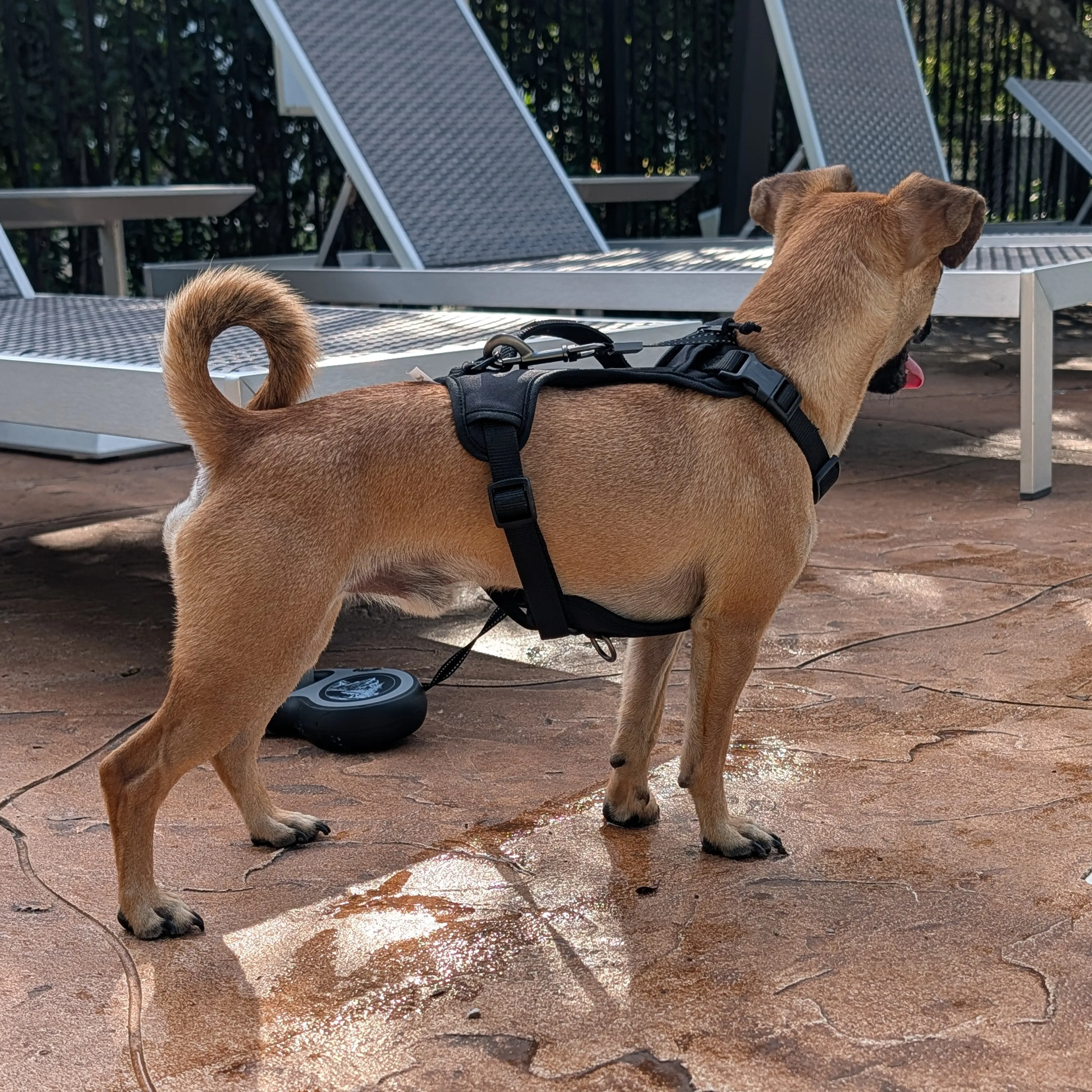 Found pet-1