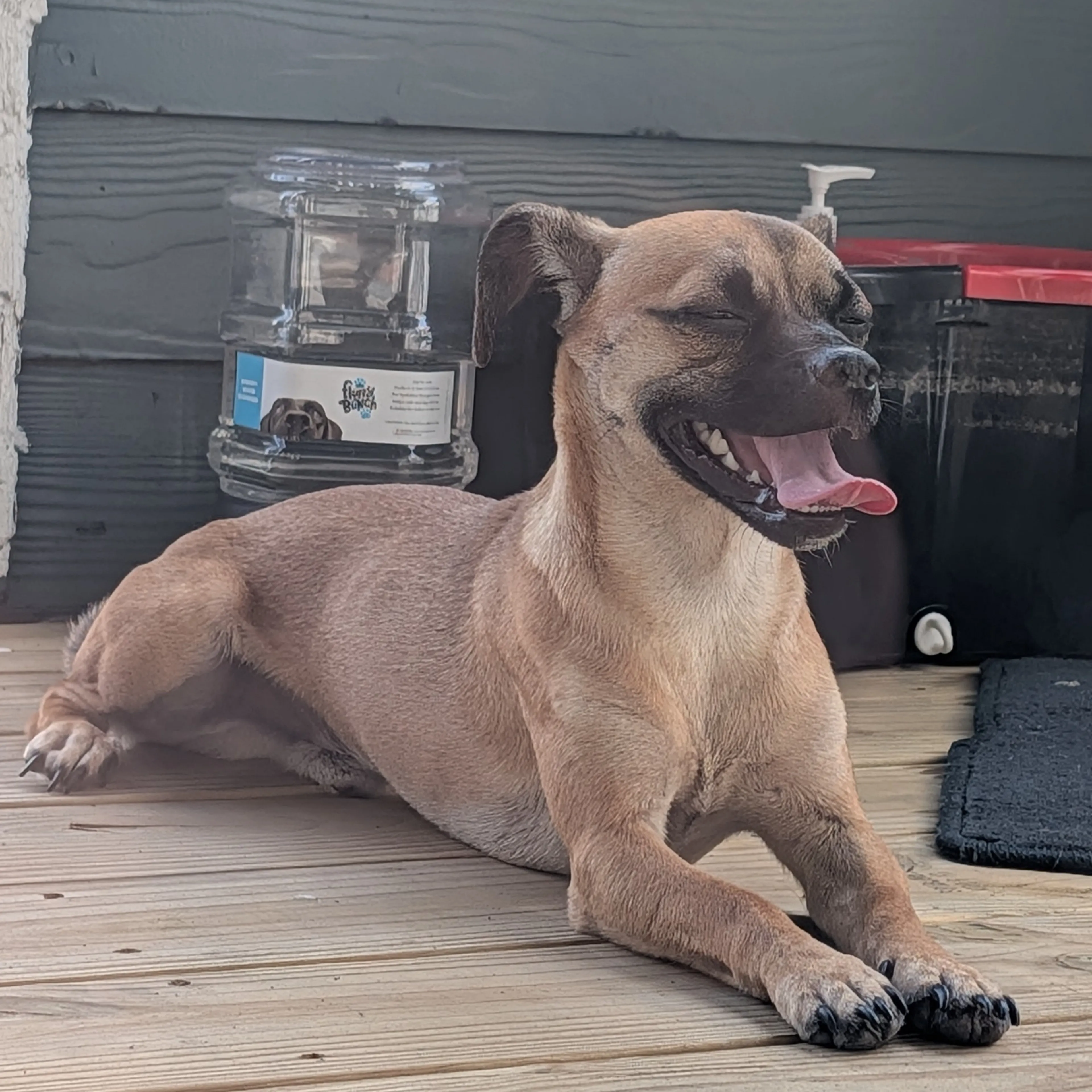 Found pet-3