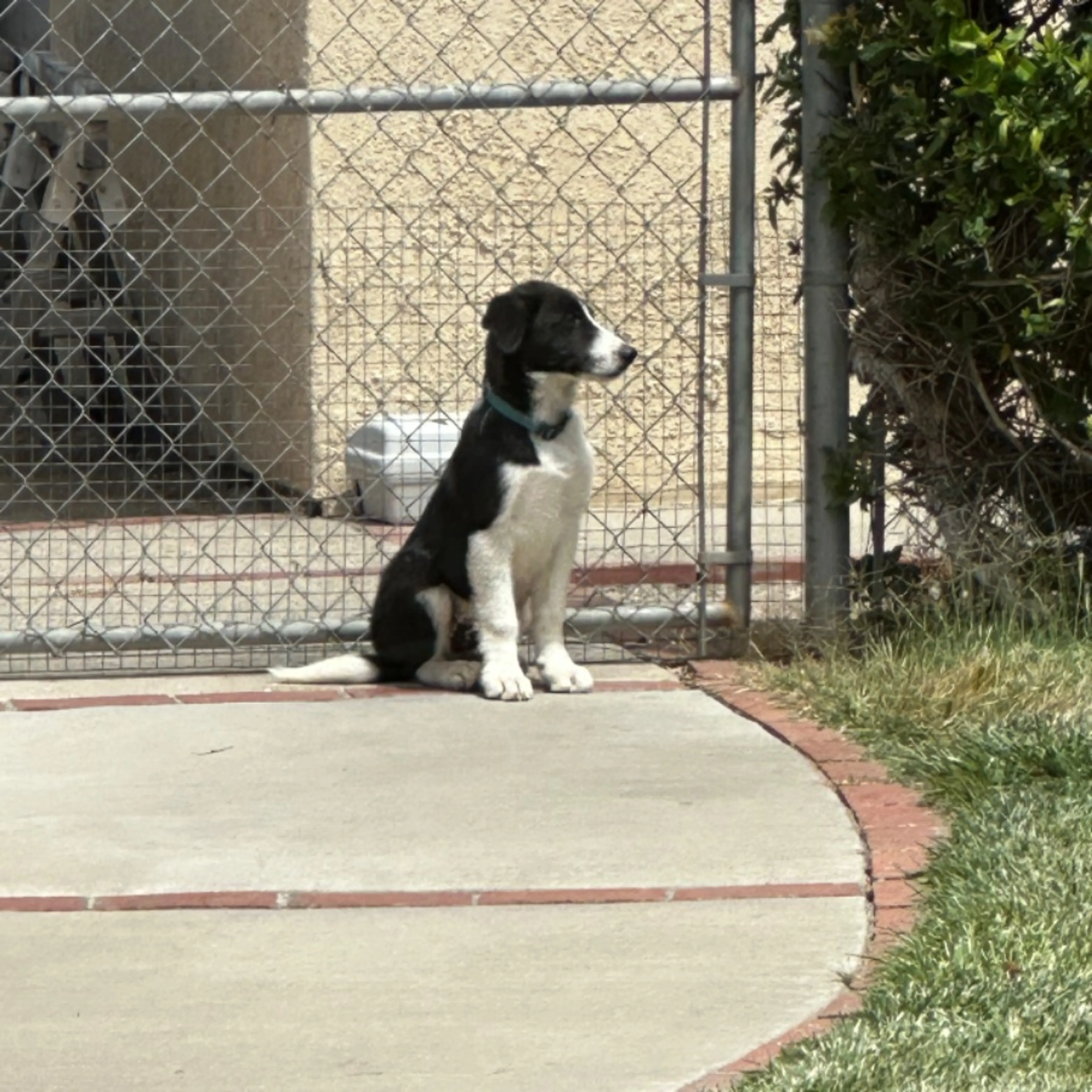 Found pet